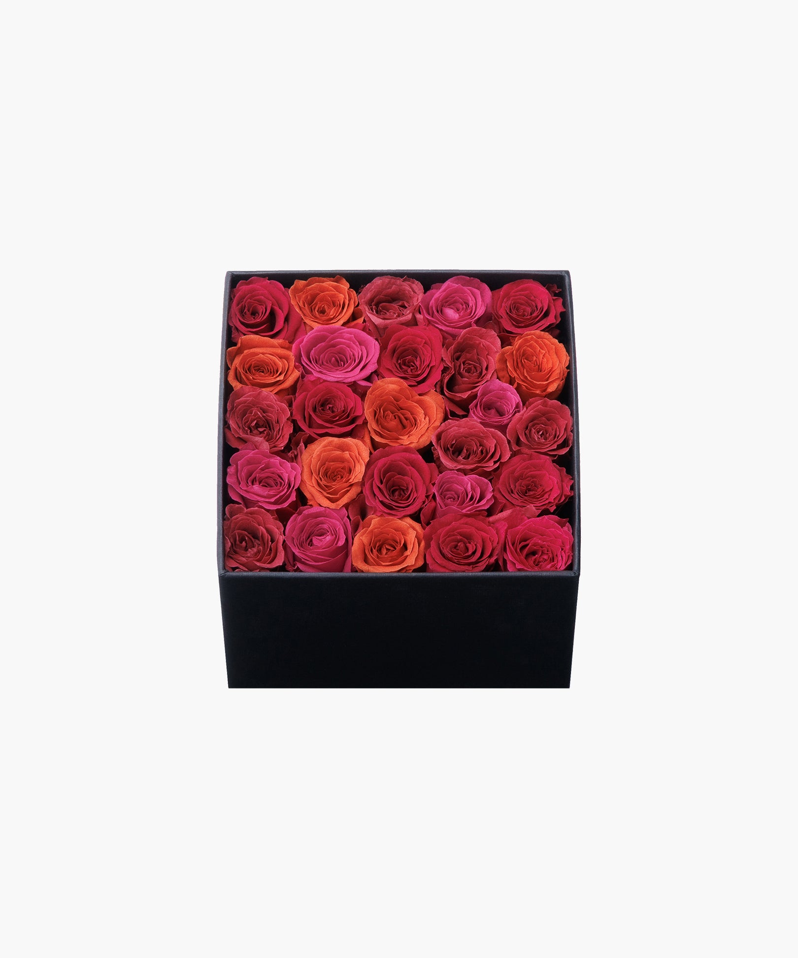 Burgundy Roses (バーガンディ ロージズ)