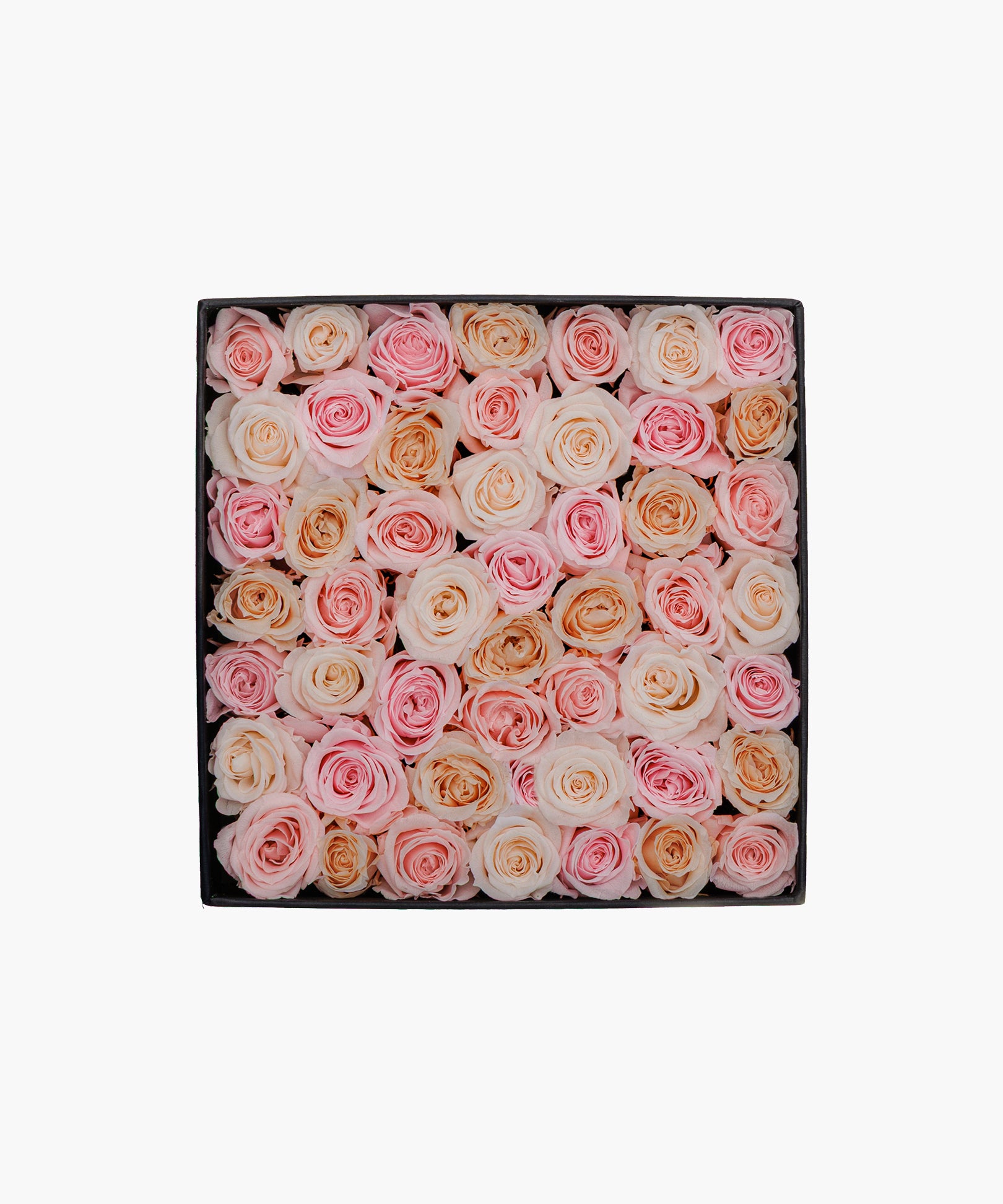 Soft Roses (ソフト ロージズ)