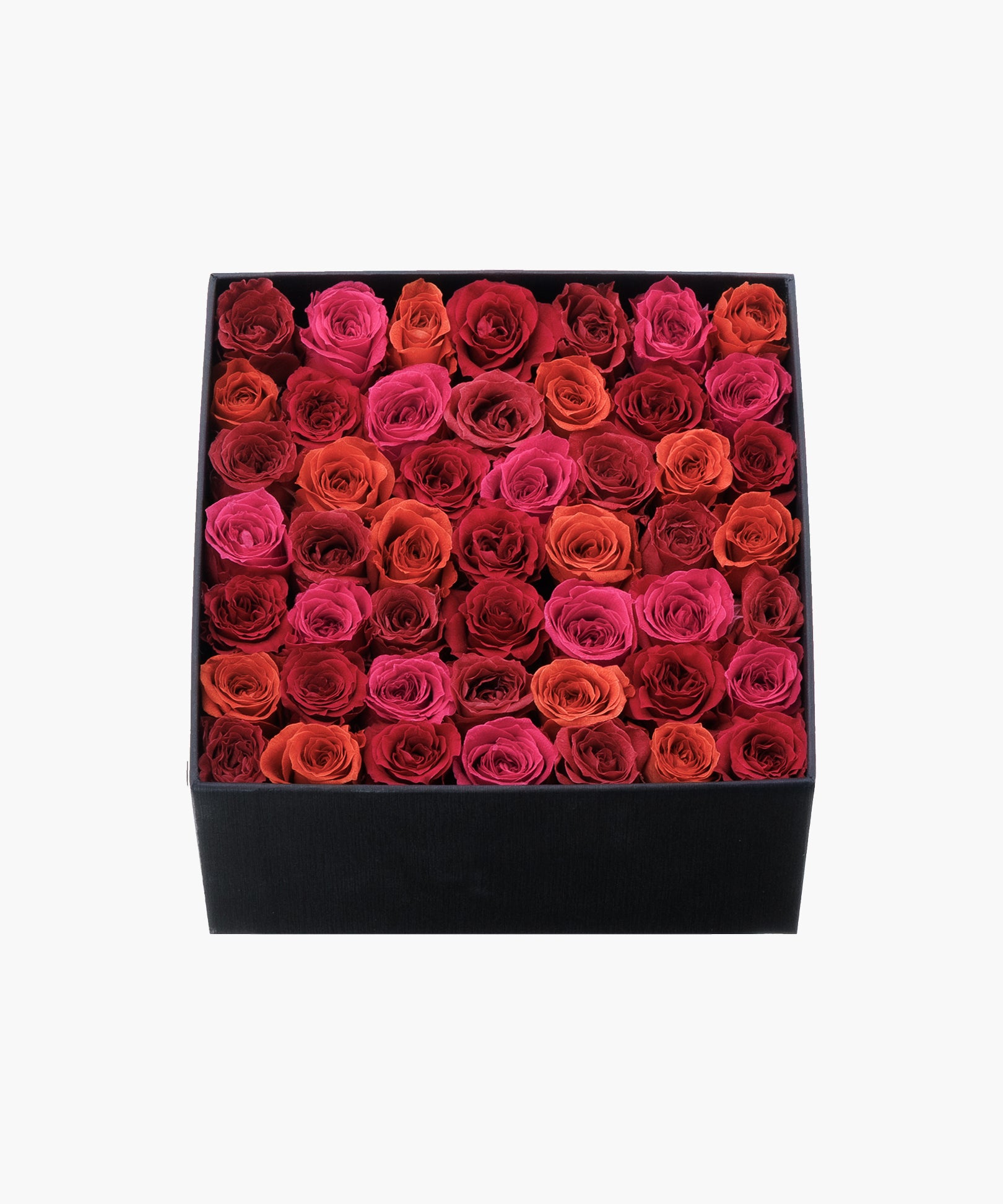 Burgundy Roses (バーガンディ ロージズ)