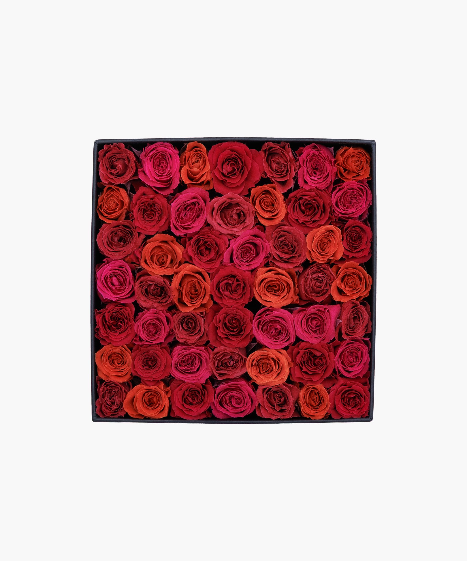 Burgundy Roses (バーガンディ ロージズ)