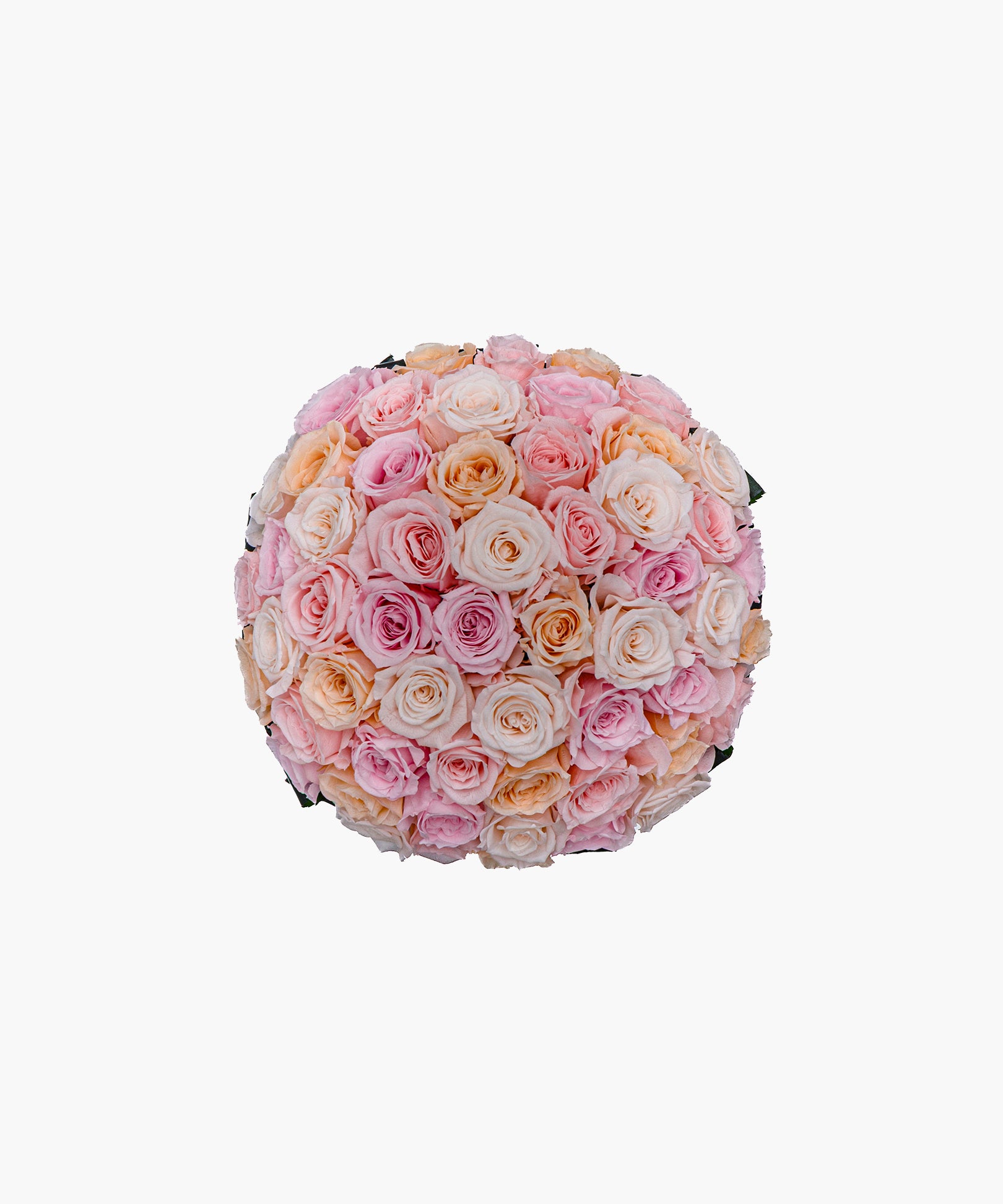 Purity Roses