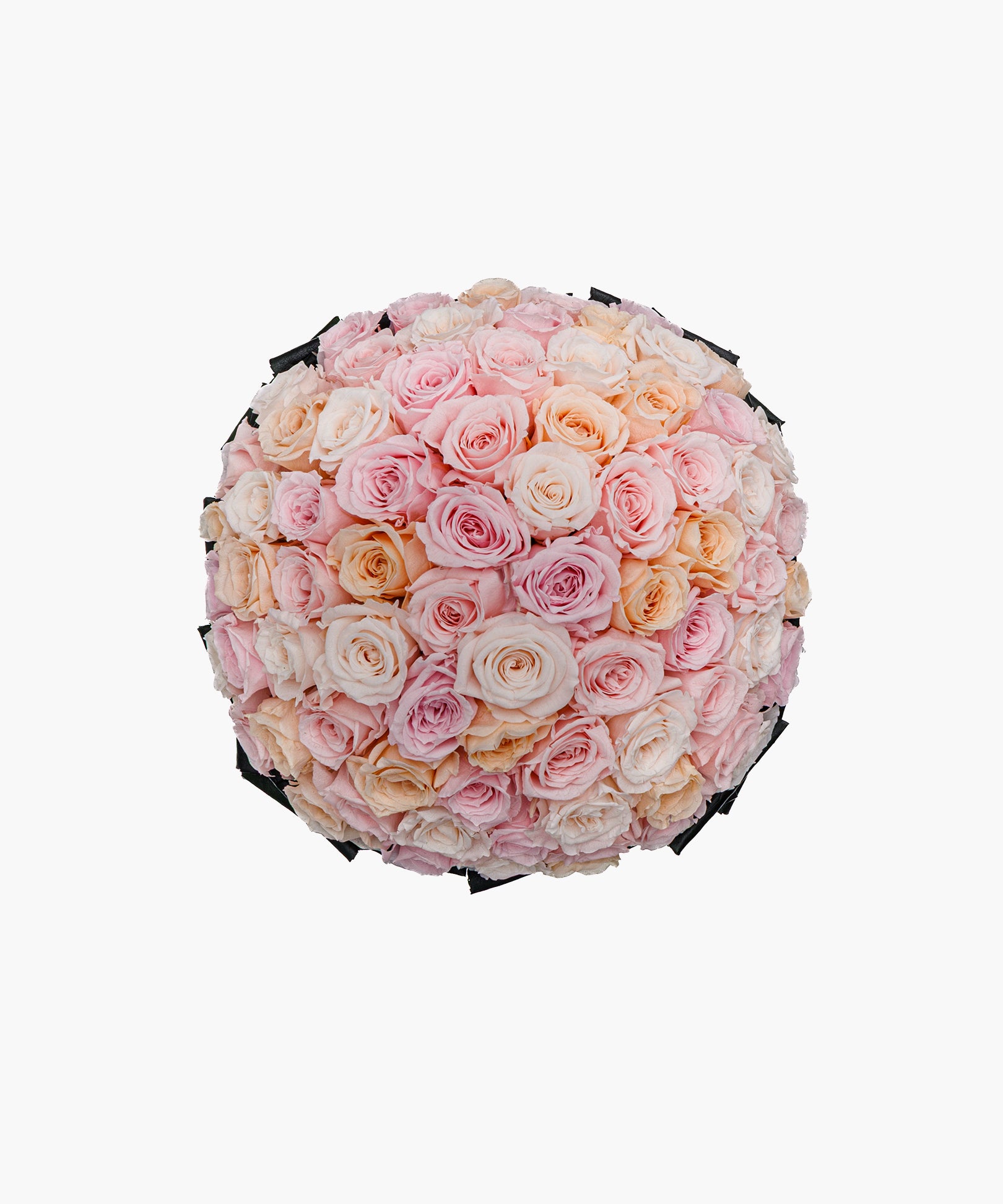 Purity Roses
