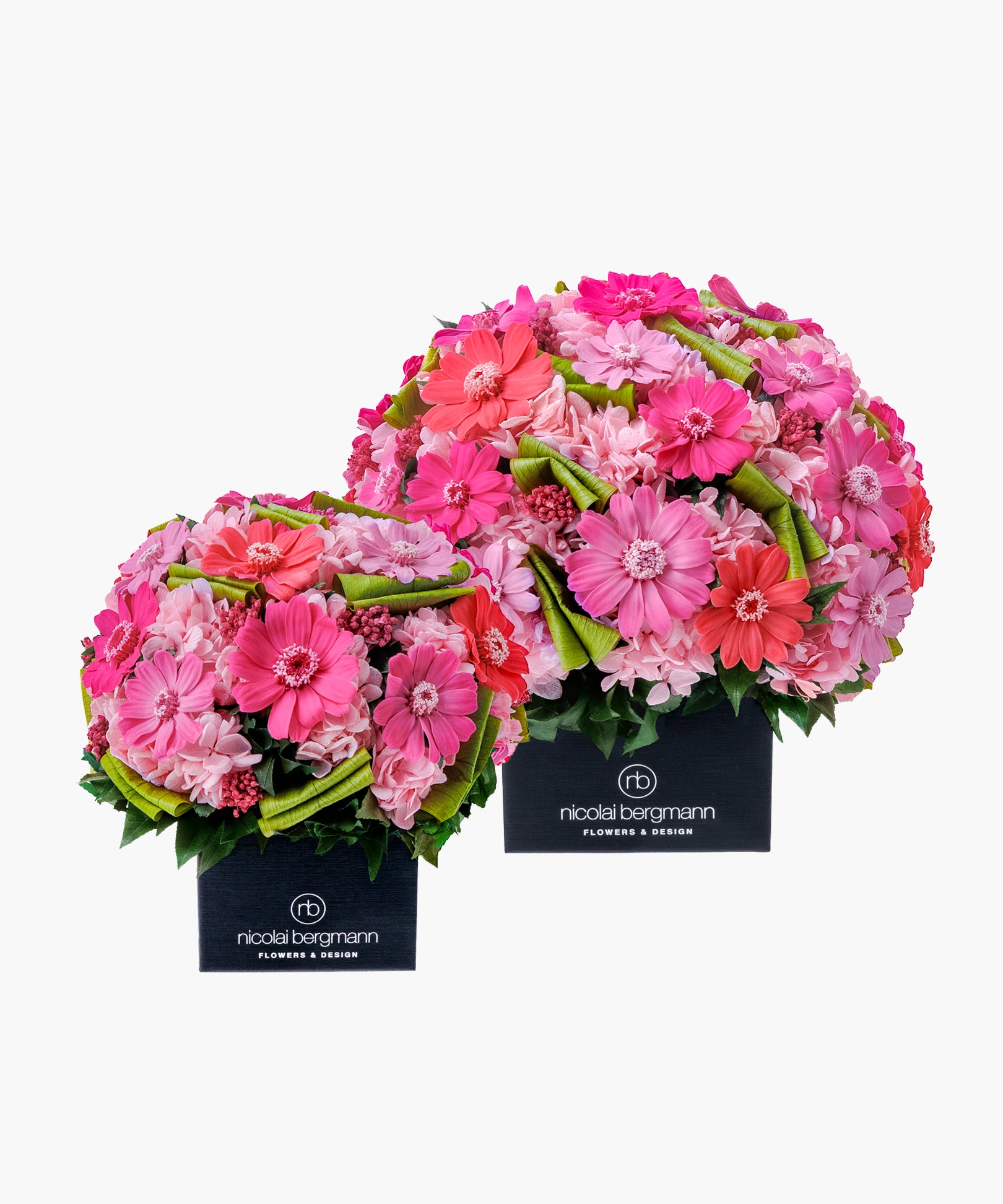 Soft Zinnia (ソフト ジニア)