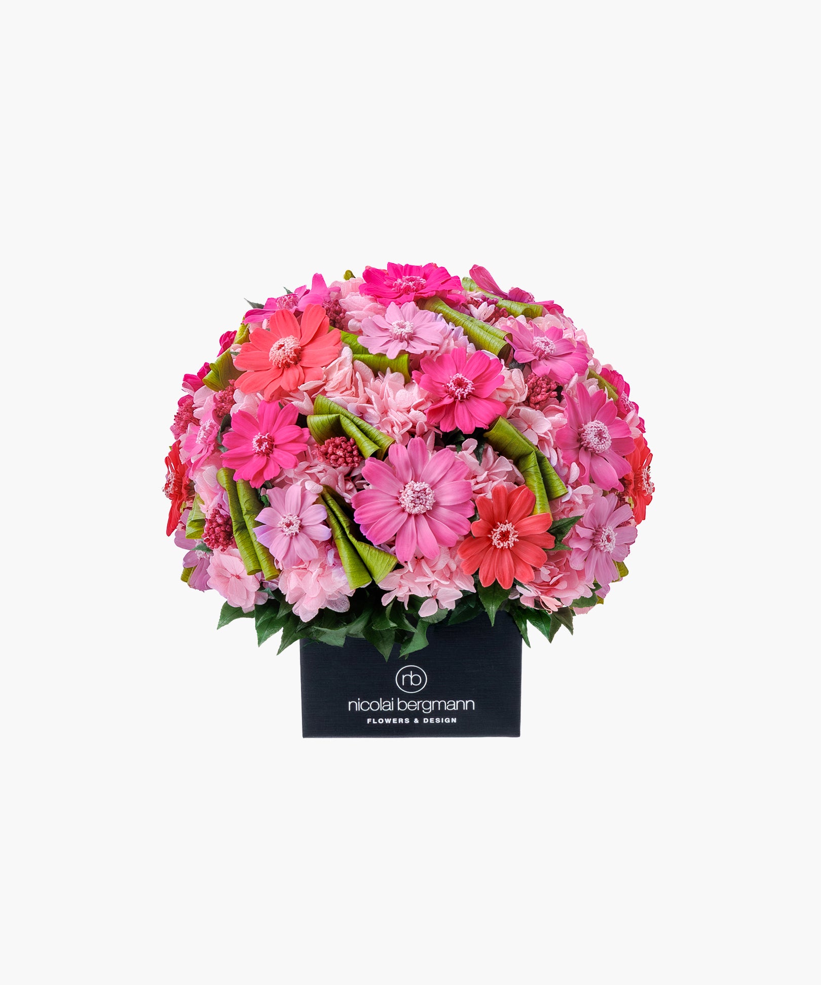 Soft Zinnia (ソフト ジニア)