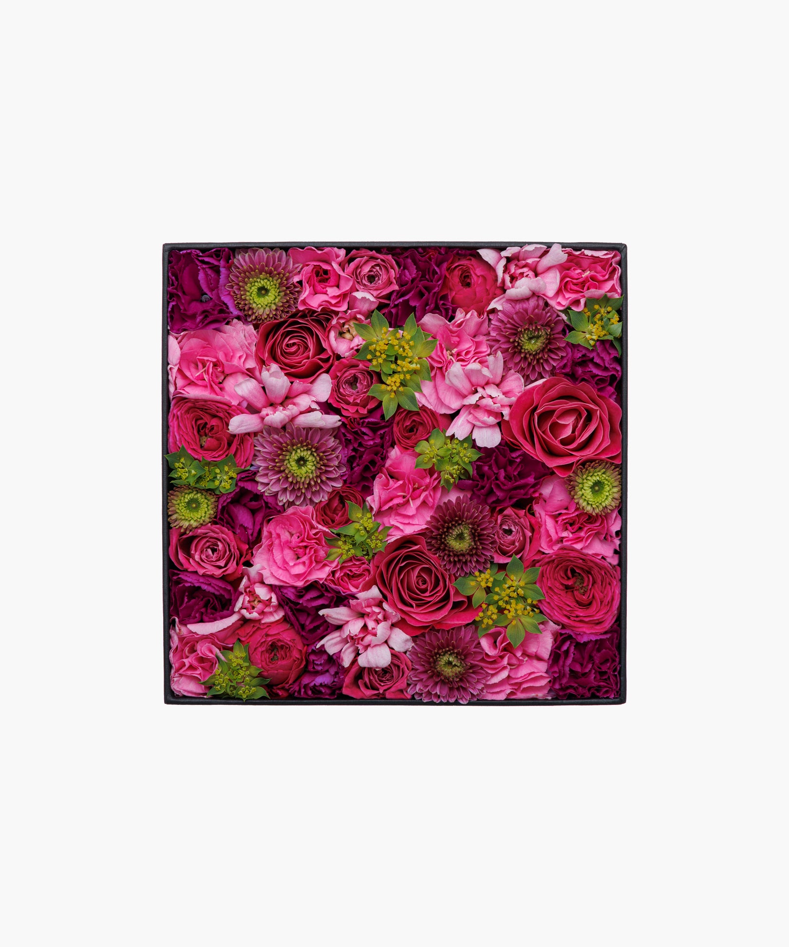 Blushing Rose (ブラッシング ローズ)