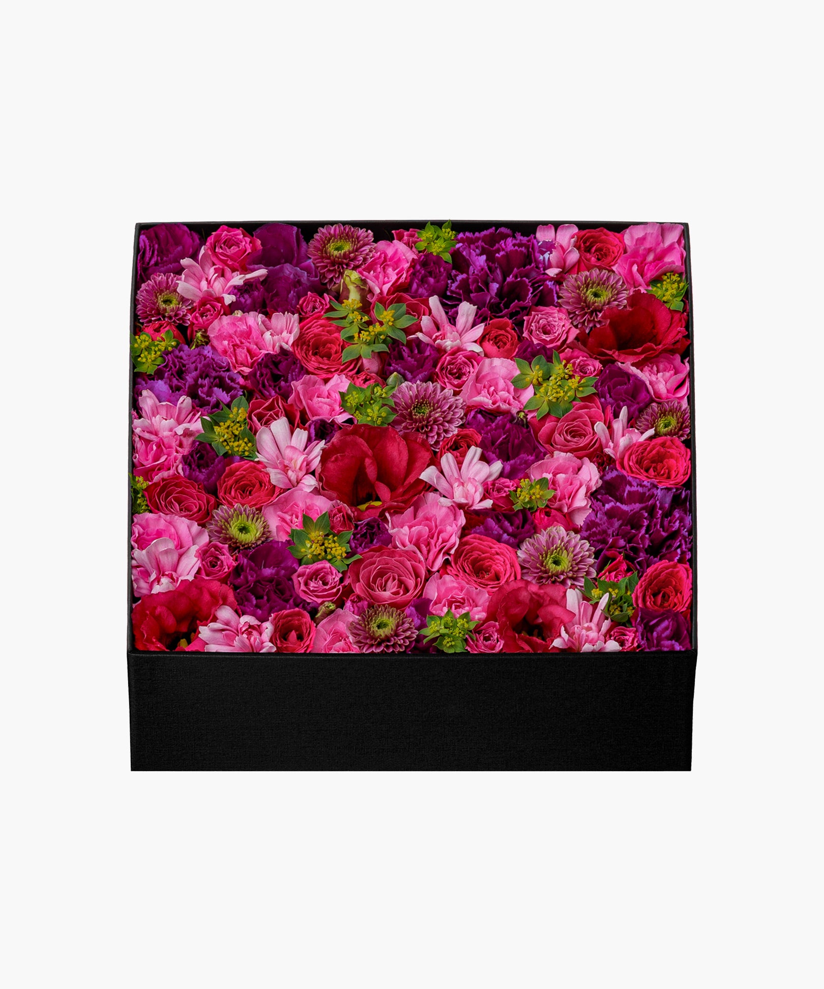 Blushing Rose (ブラッシング ローズ)