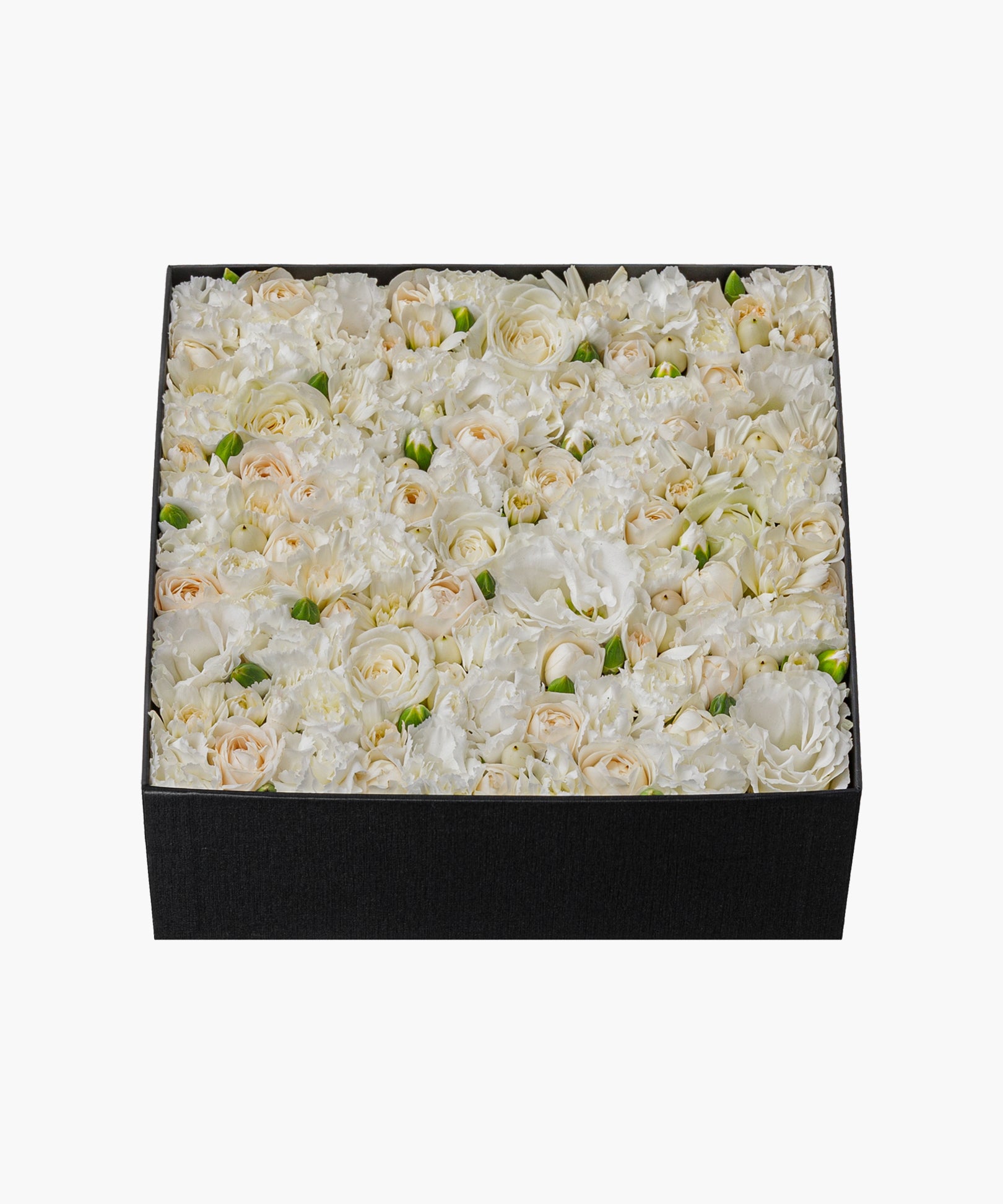 Classic Beauty (クラシック ビューティー)