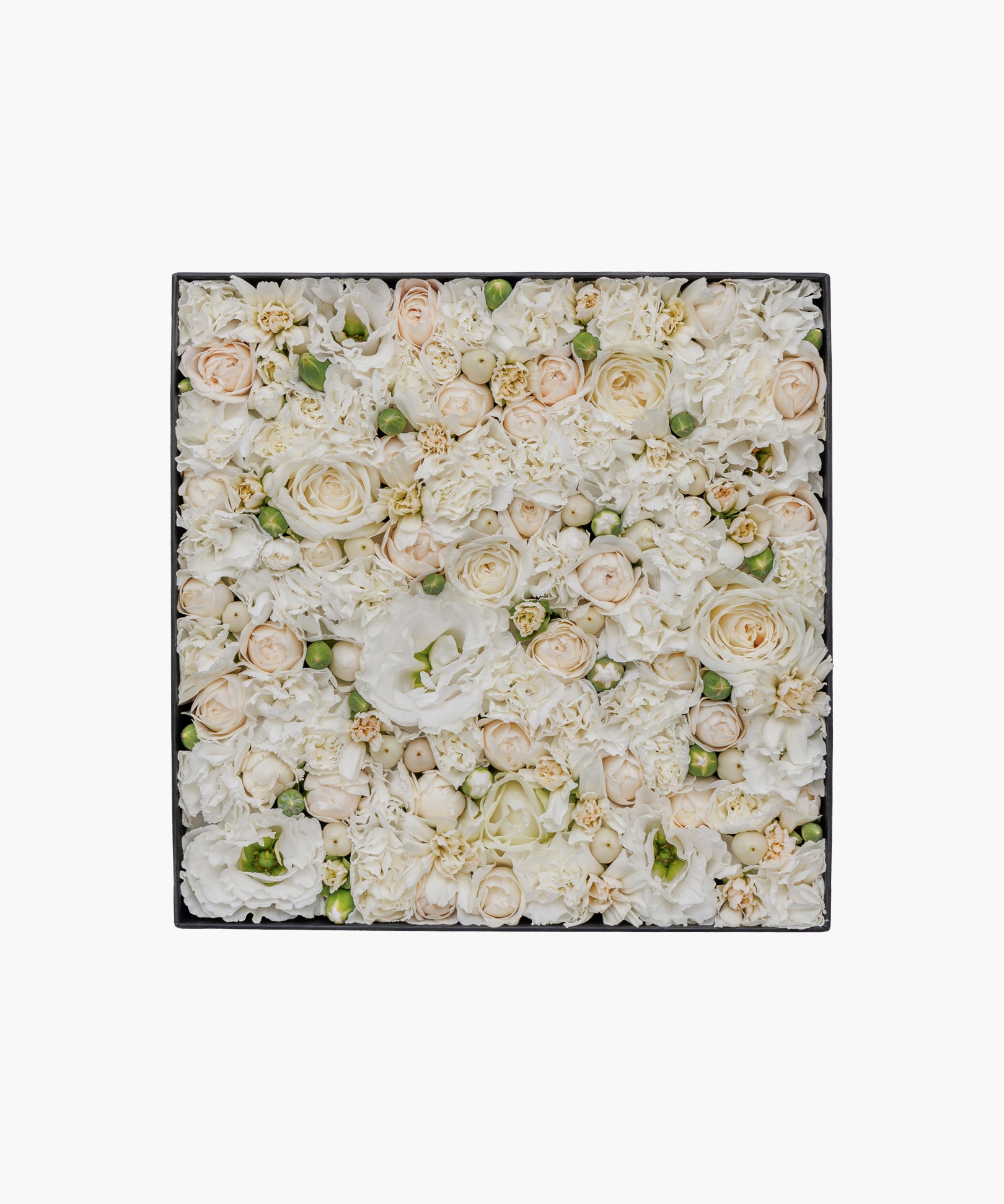 Classic Beauty (クラシック ビューティー)