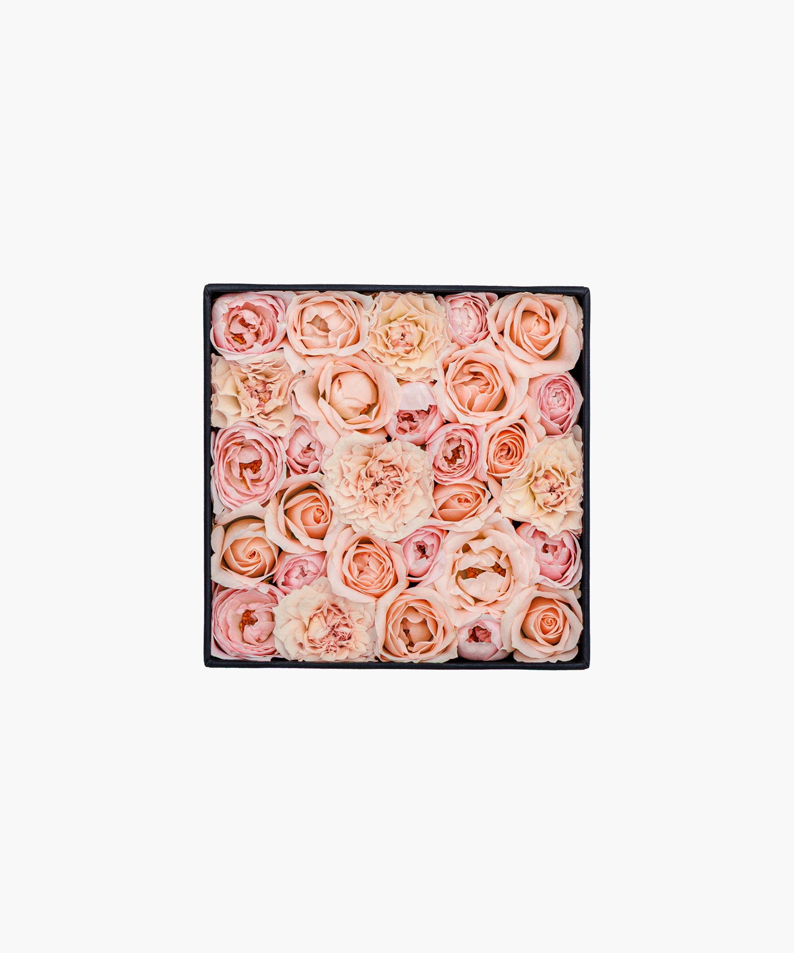 Soft Roses (ソフト ロージズ)