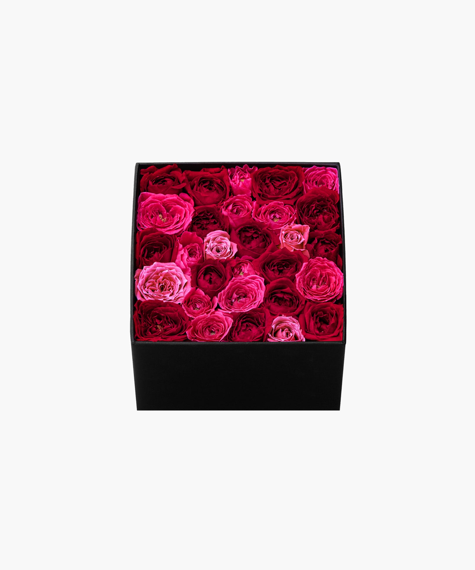 Burgundy Roses (バーガンディ ロージズ)