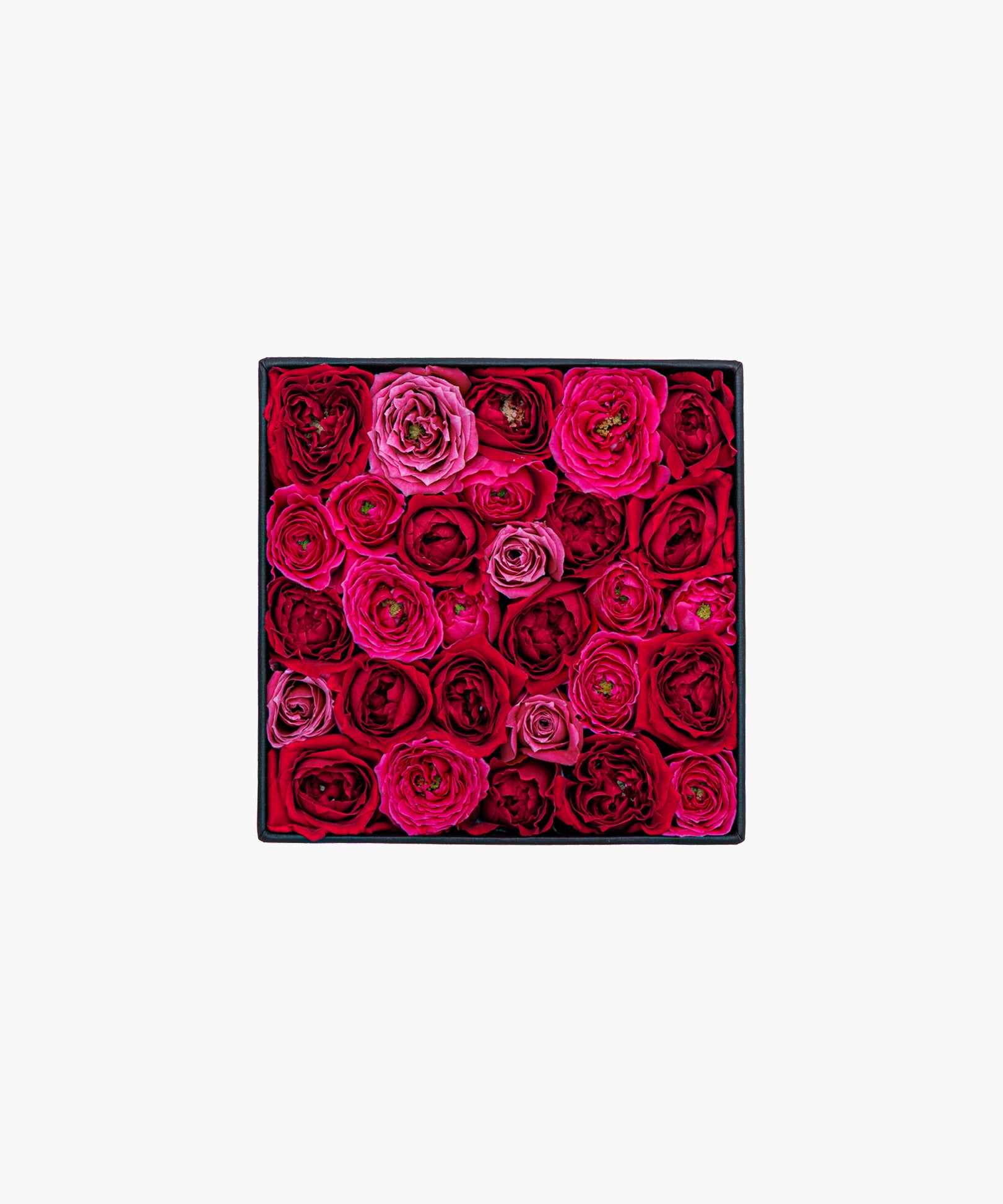 Burgundy Roses (バーガンディ ロージズ)