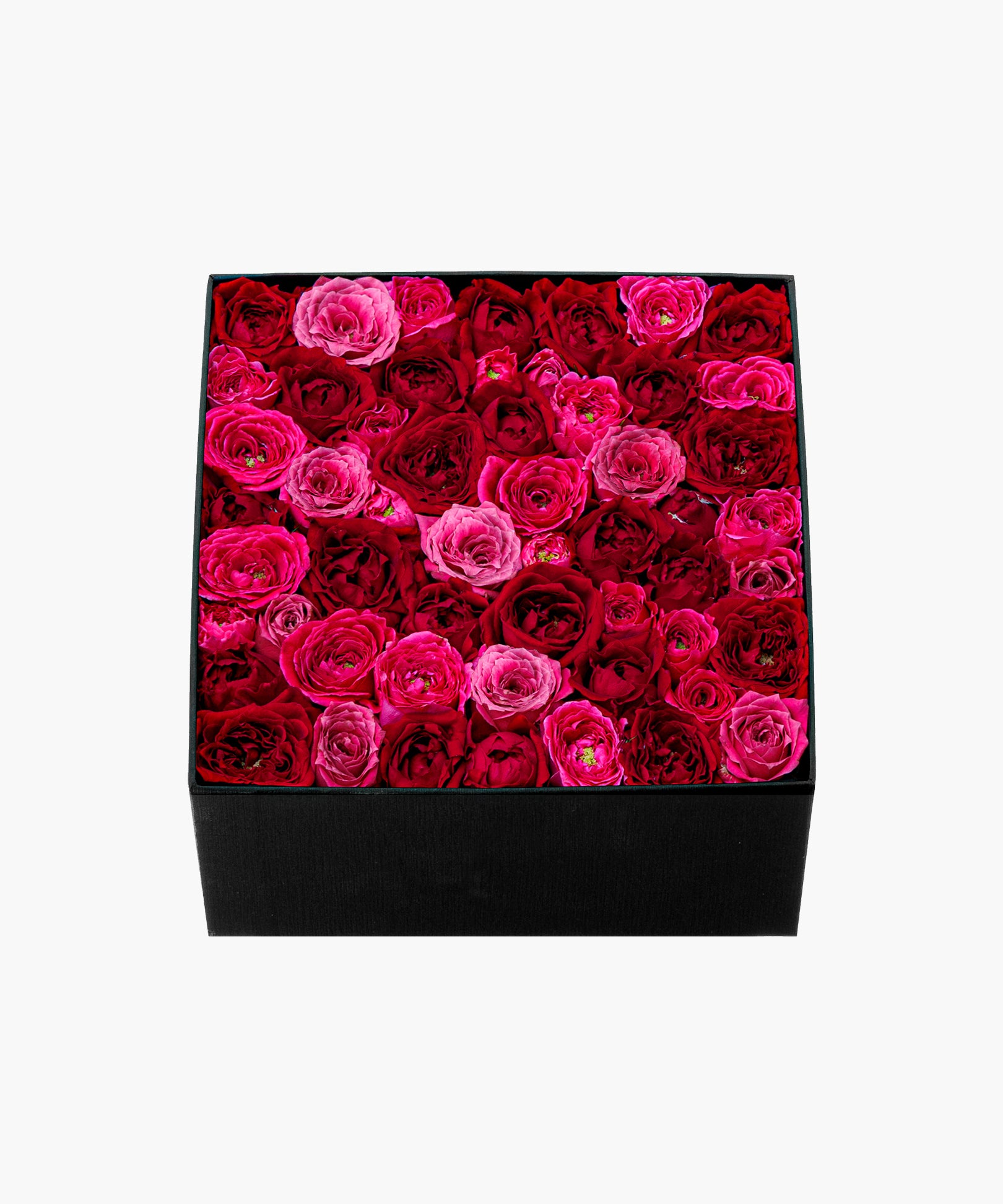 Burgundy Roses (バーガンディ ロージズ)