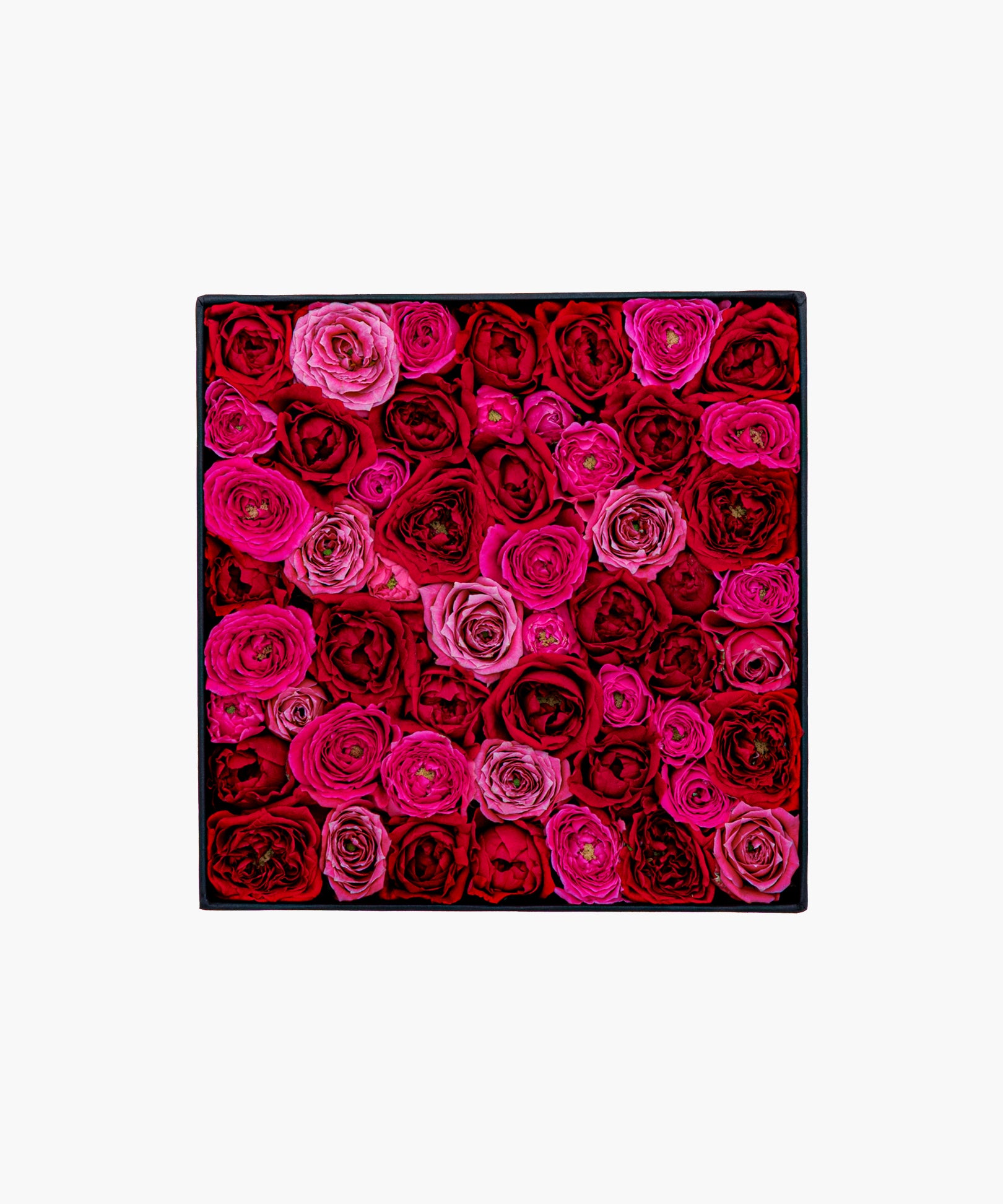 Burgundy Roses (バーガンディ ロージズ)