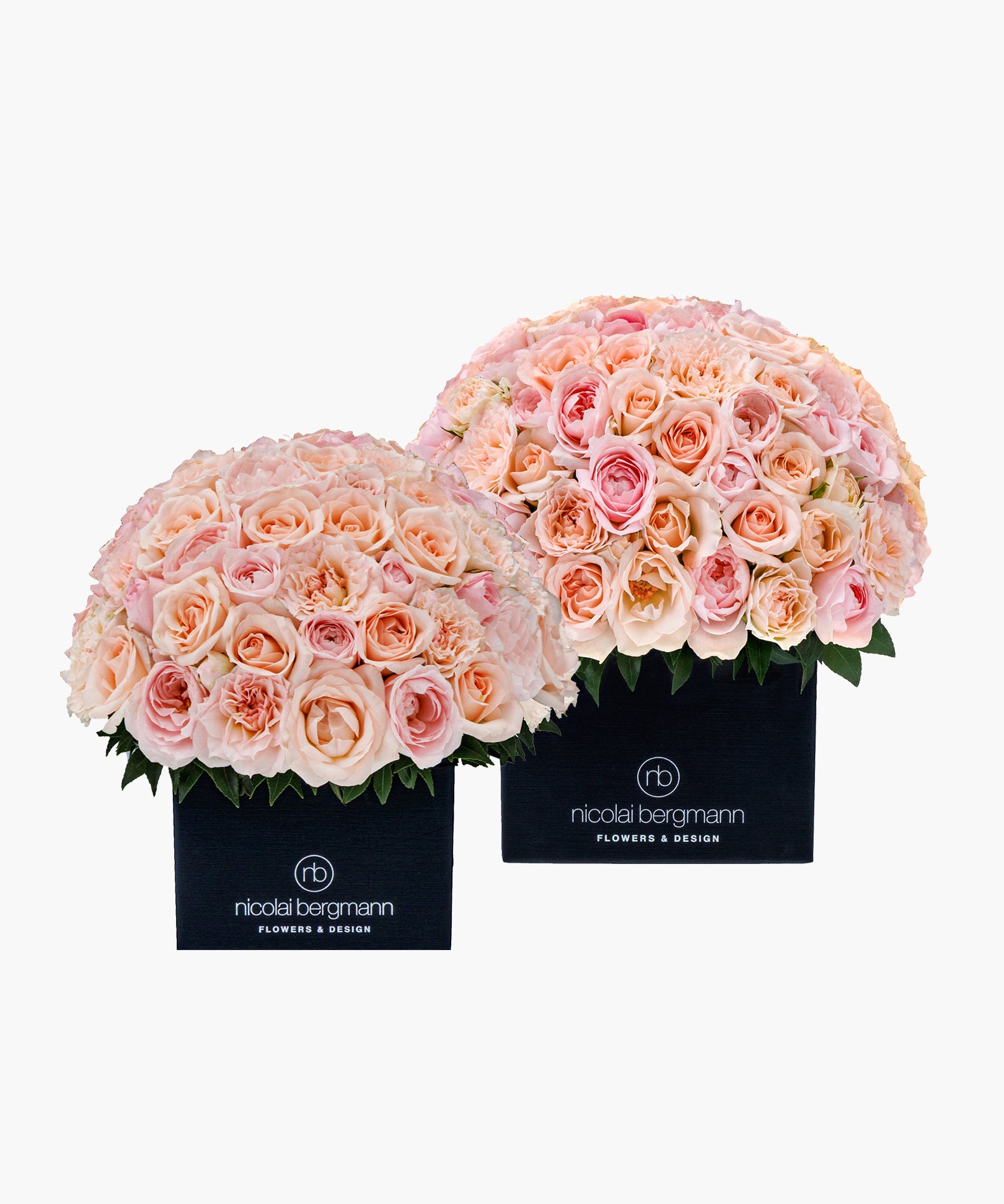Purity Roses