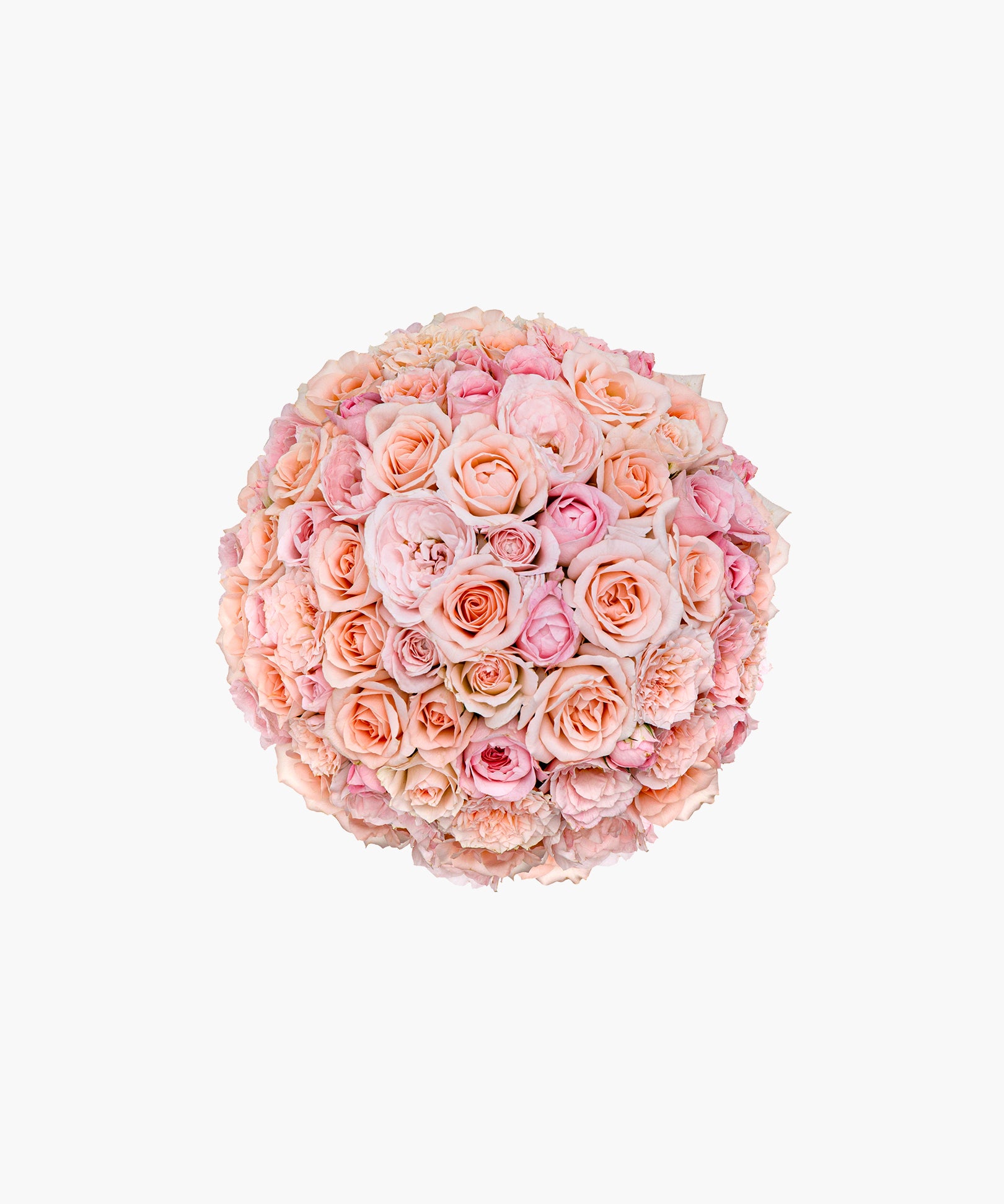 Purity Roses
