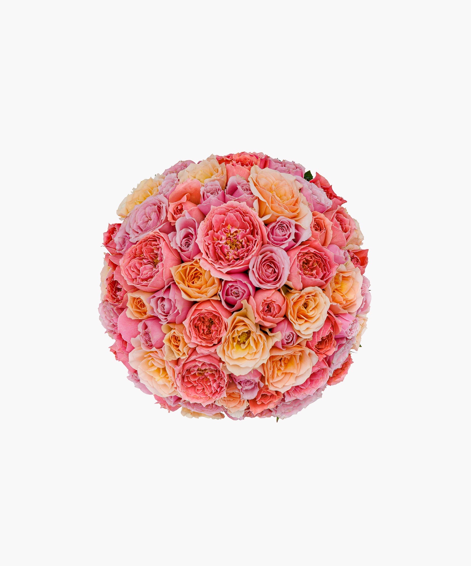 Sunset Roses
