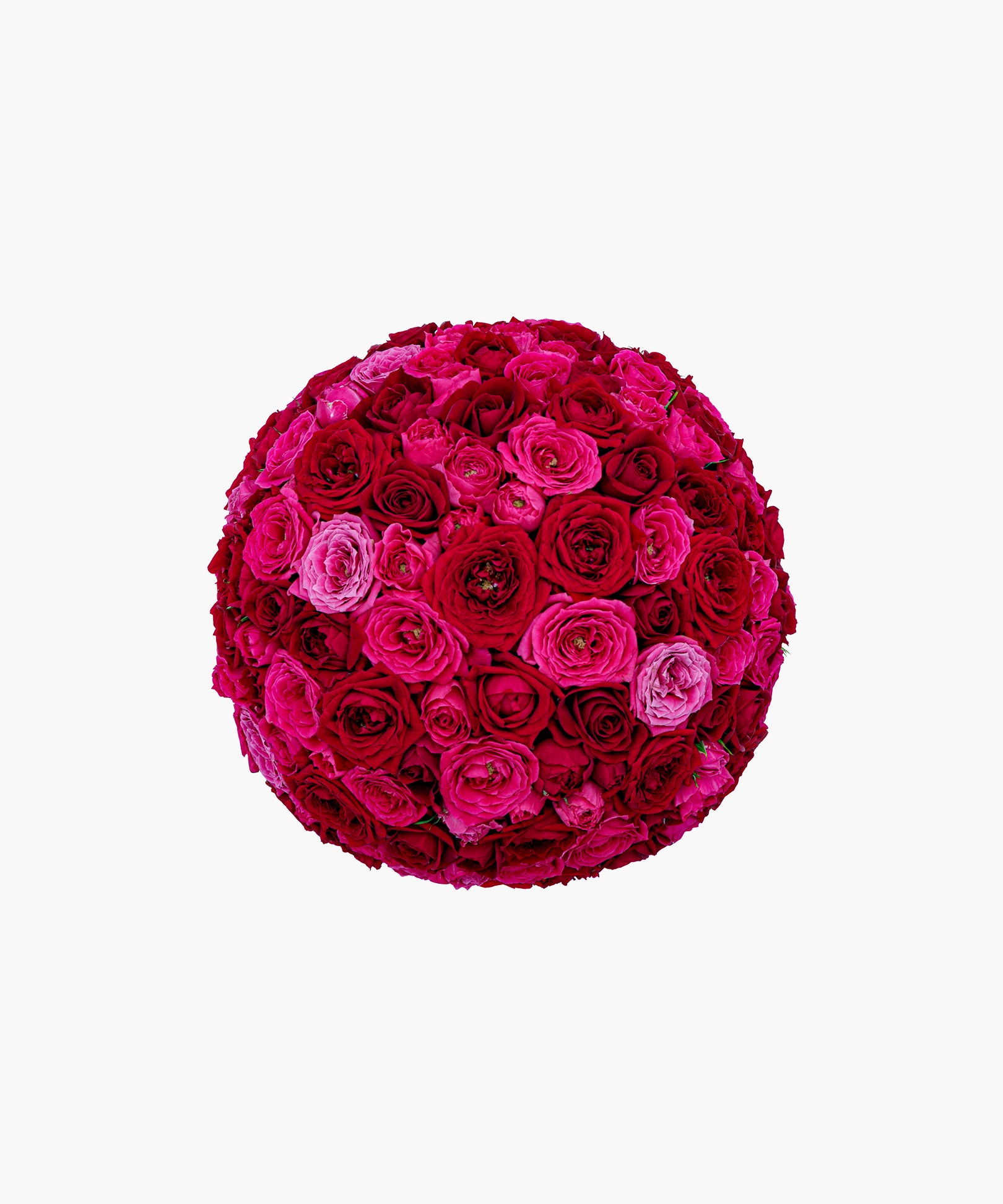 Crimson Roses