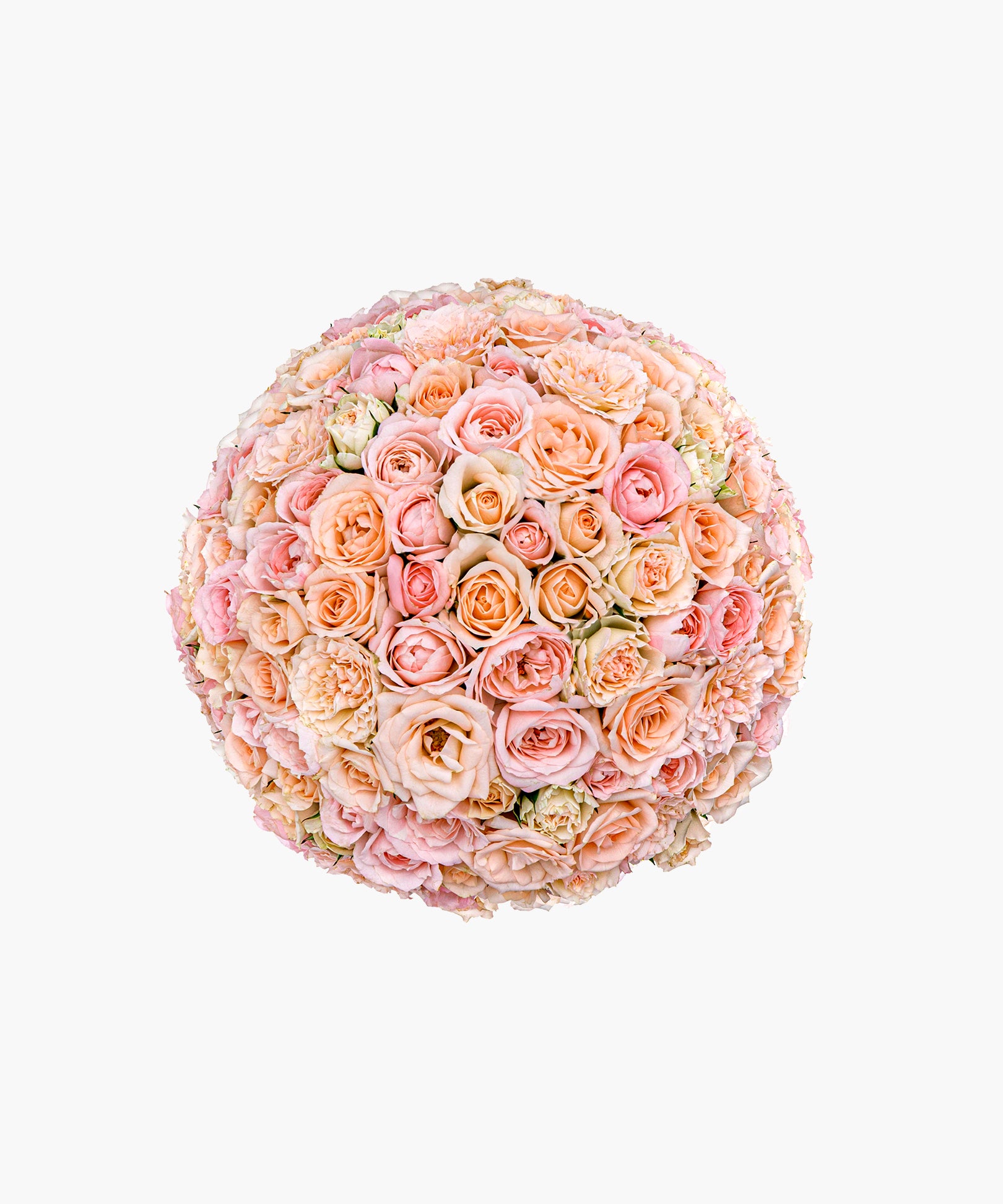 Purity Roses
