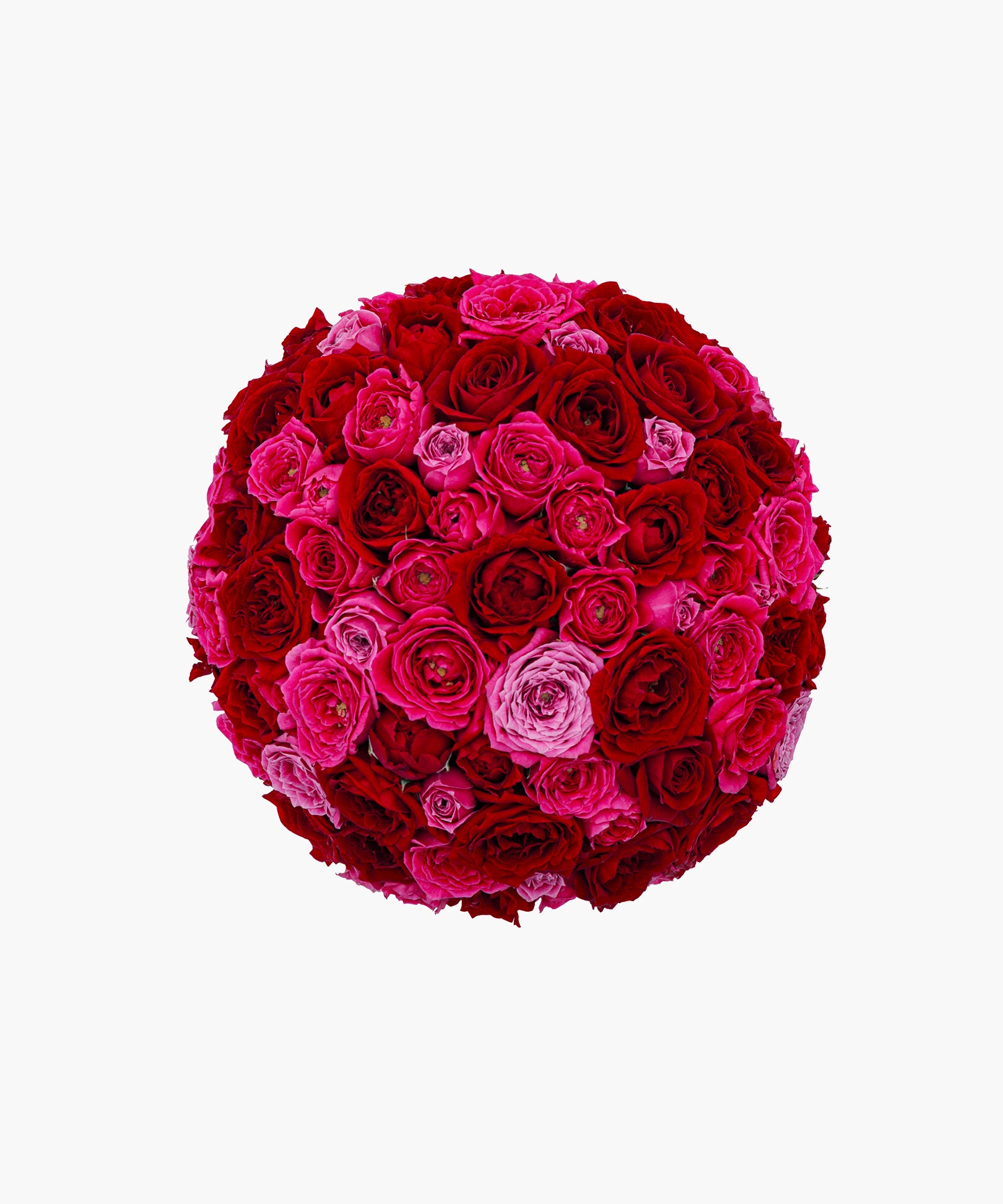 Crimson Roses