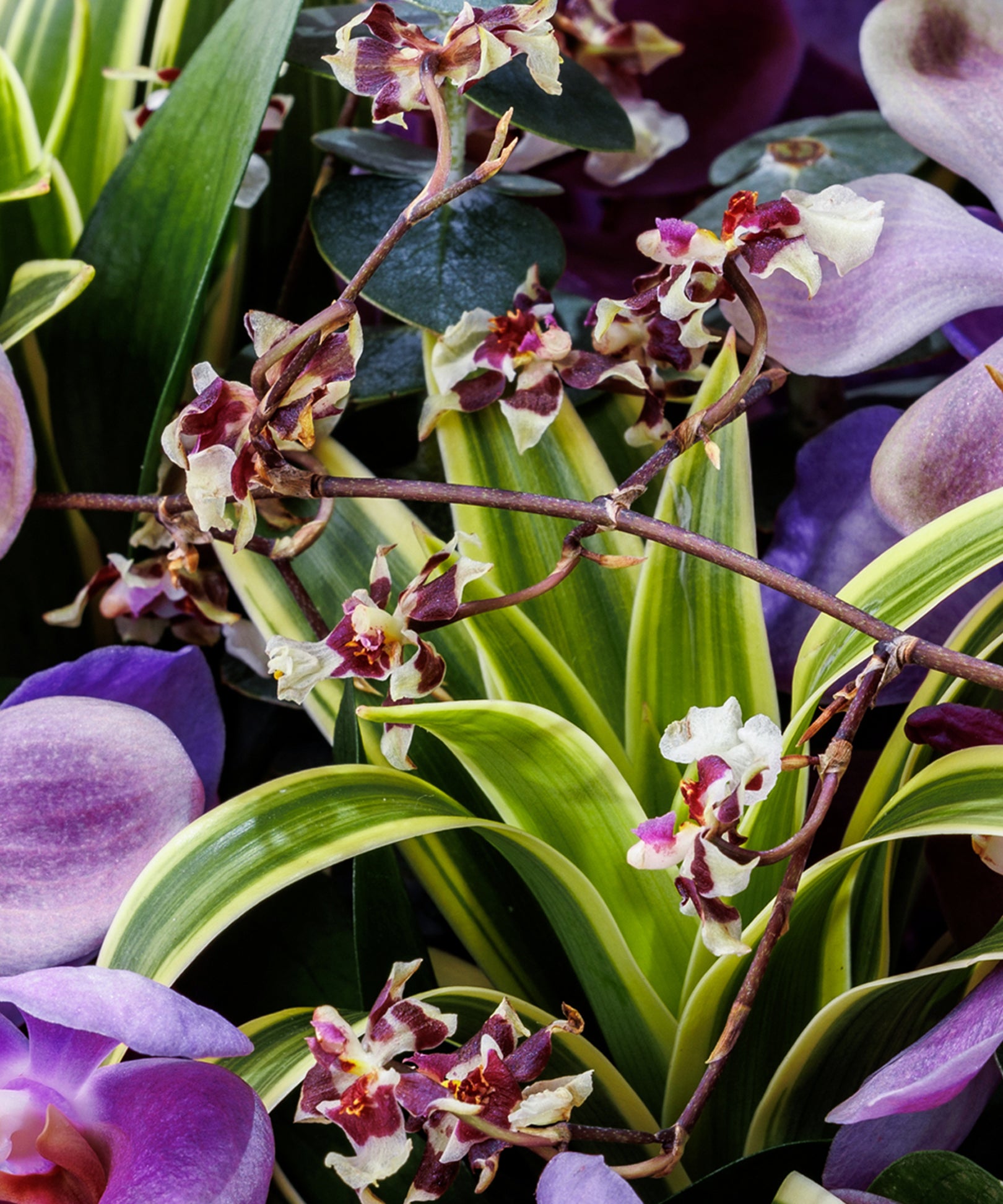 Chic Orchid