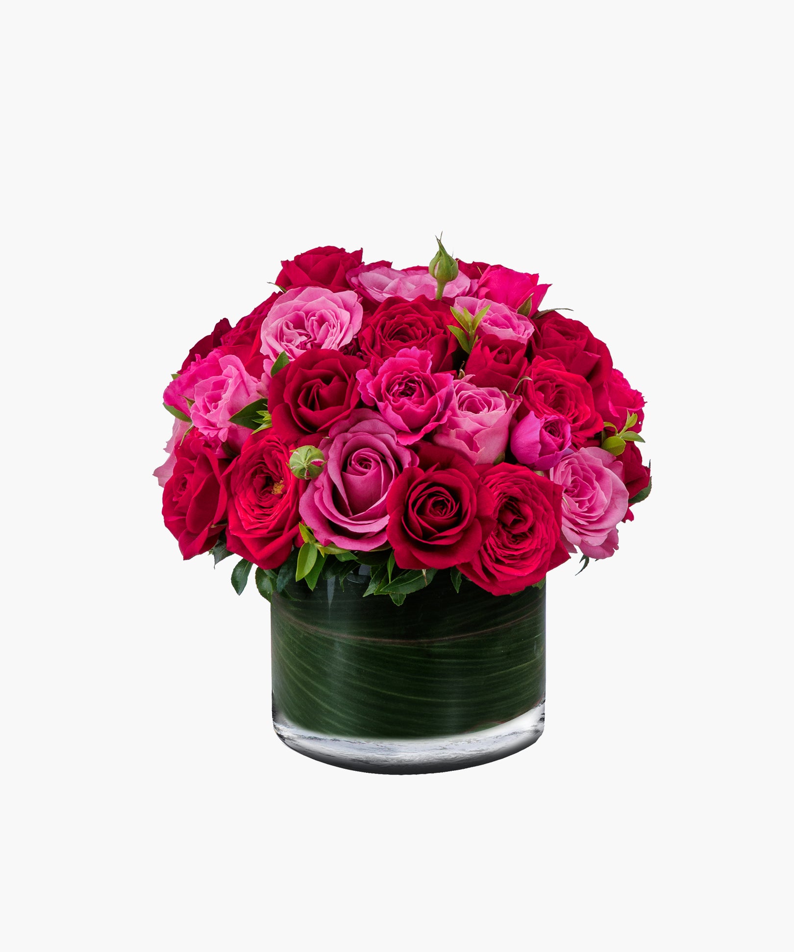 Fascination Roses