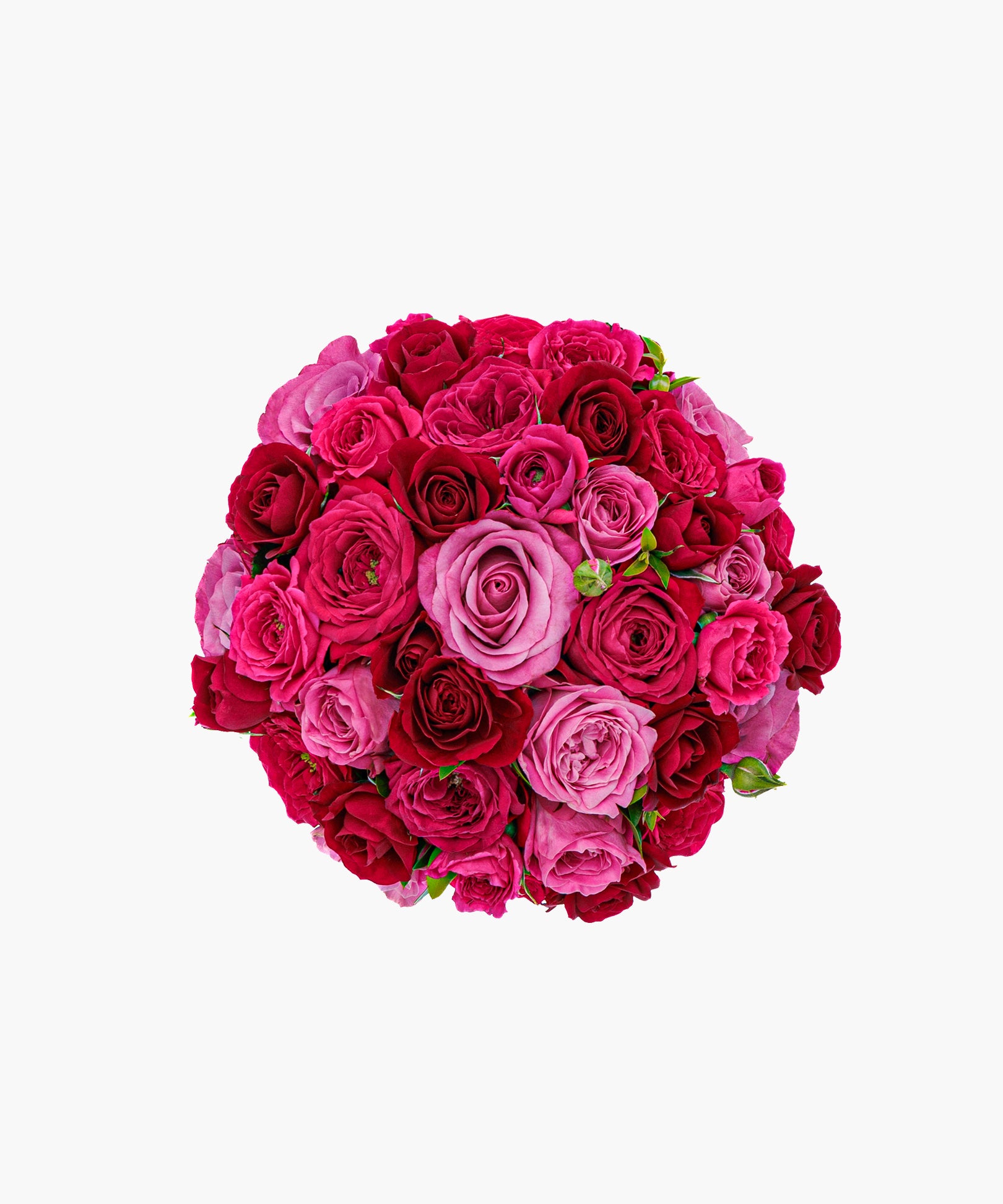 Fascination Roses