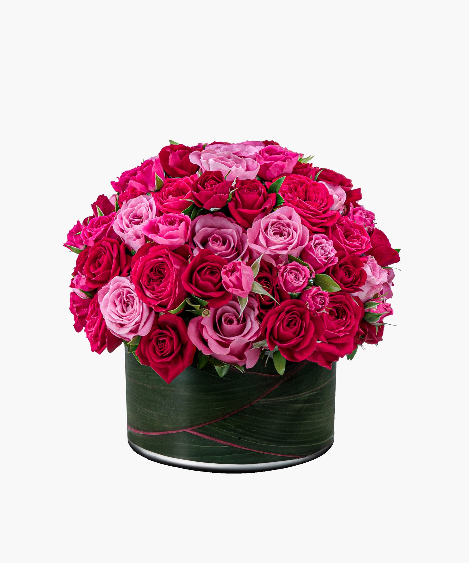 Fascination Roses