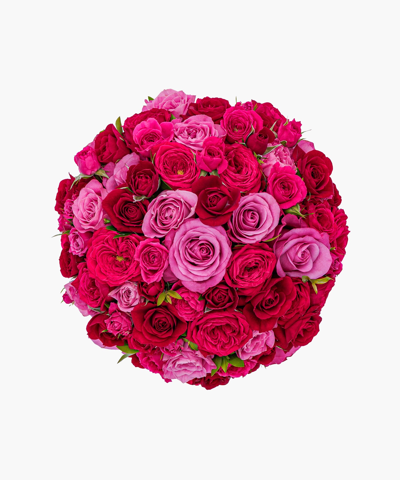 Fascination Roses