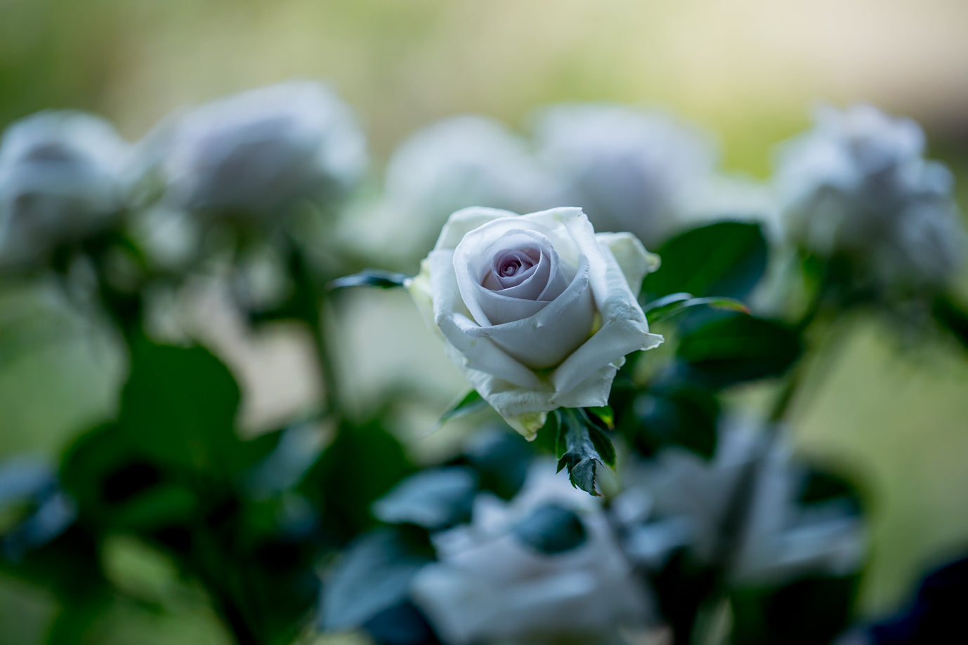 Nicolai Bergmann Limited Rose Plant