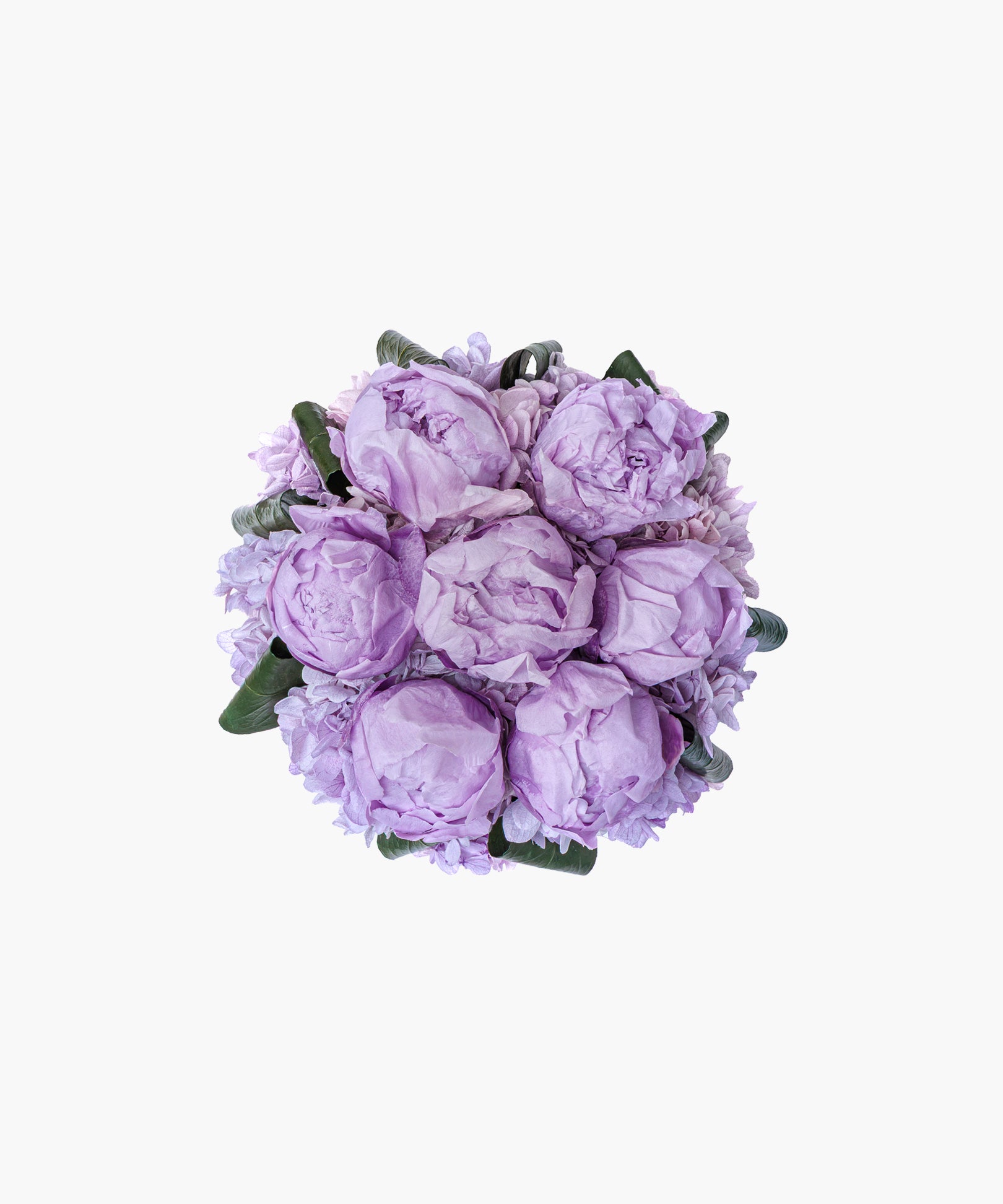 Peony Cube – Lilac Mist（ピオニーキューブ – ライラックミスト）