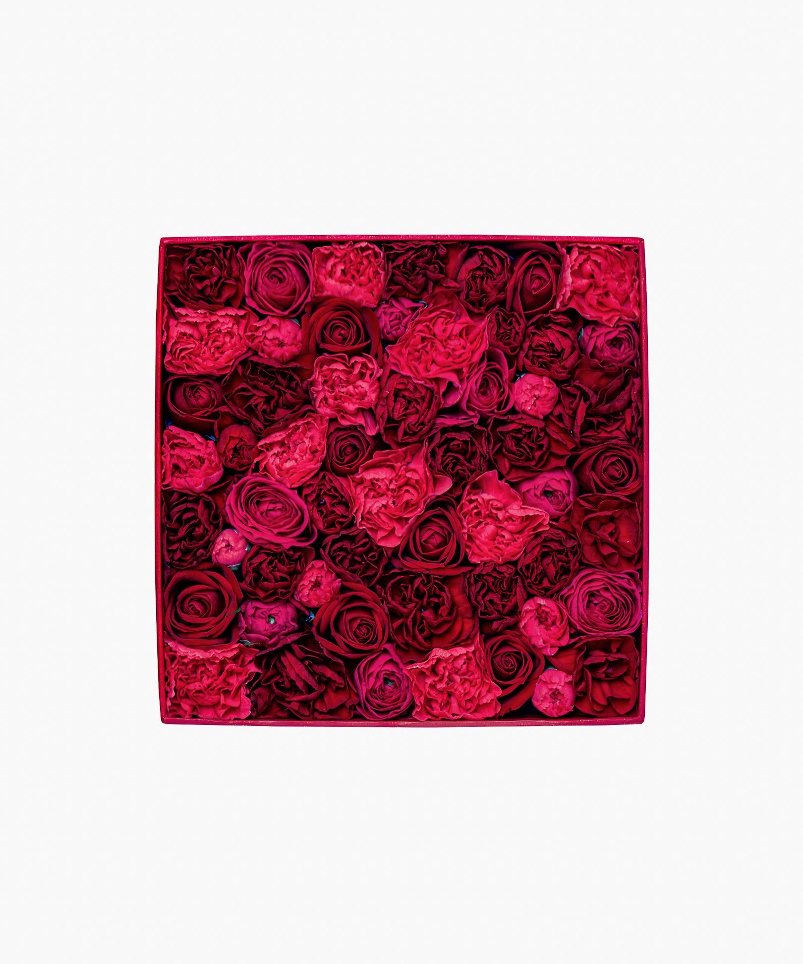 5/6着）Message in a box – Deep Gratitude（メッセージ イン ア ボックス – ディープ グラティテュード）