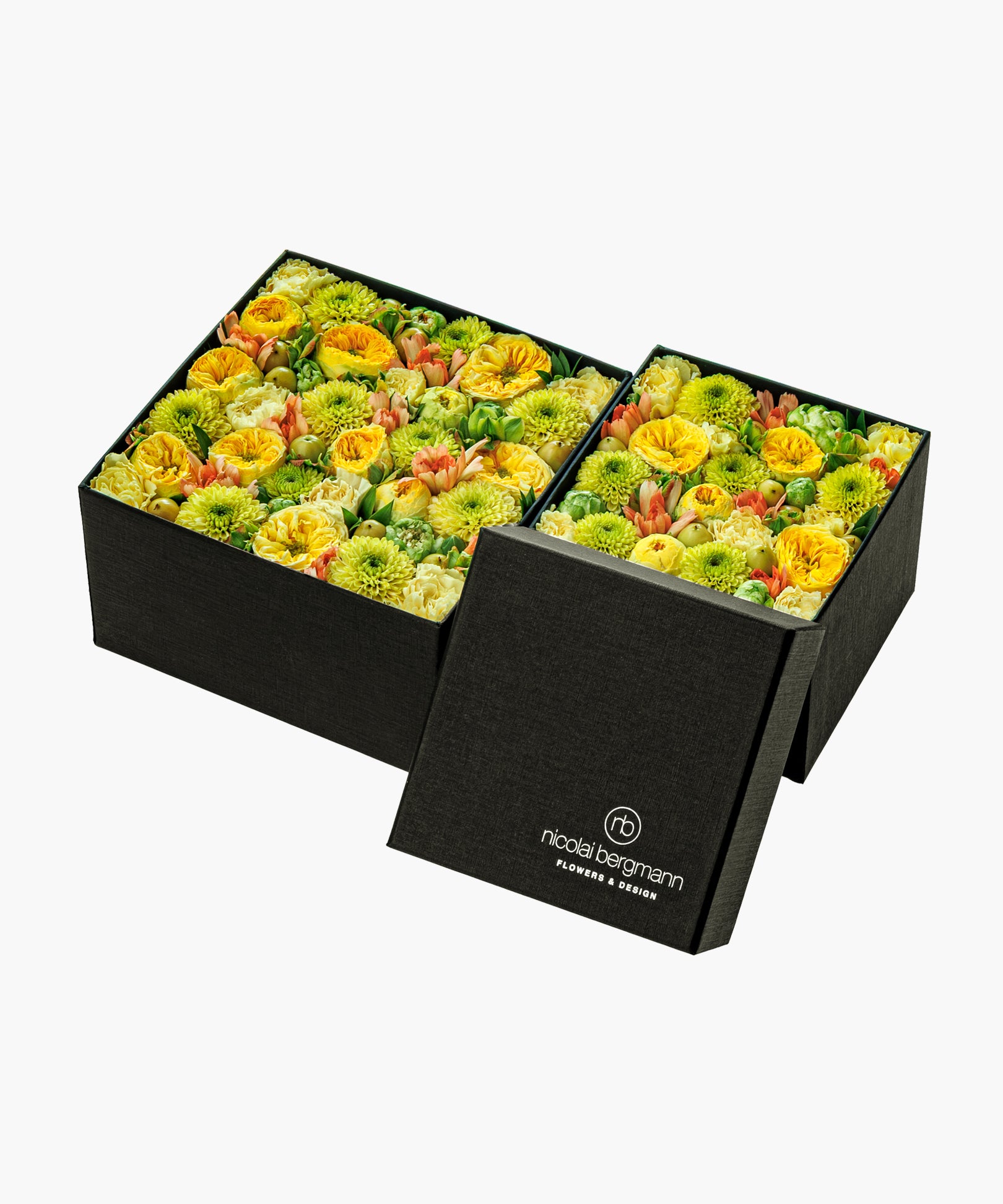 Light Spring (ライト スプリング)