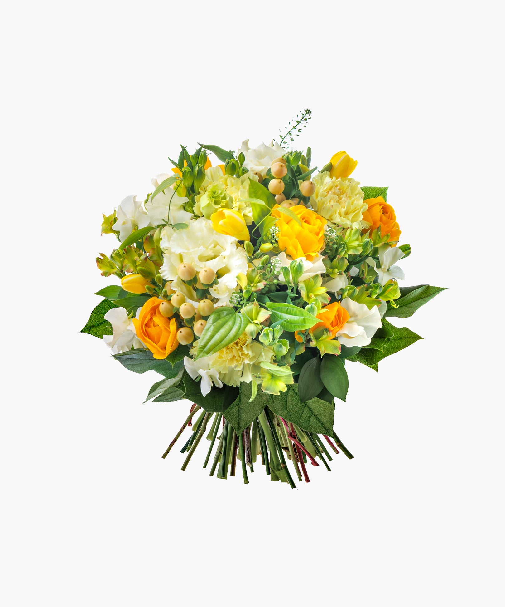 Morning Light (モーニング ライト)