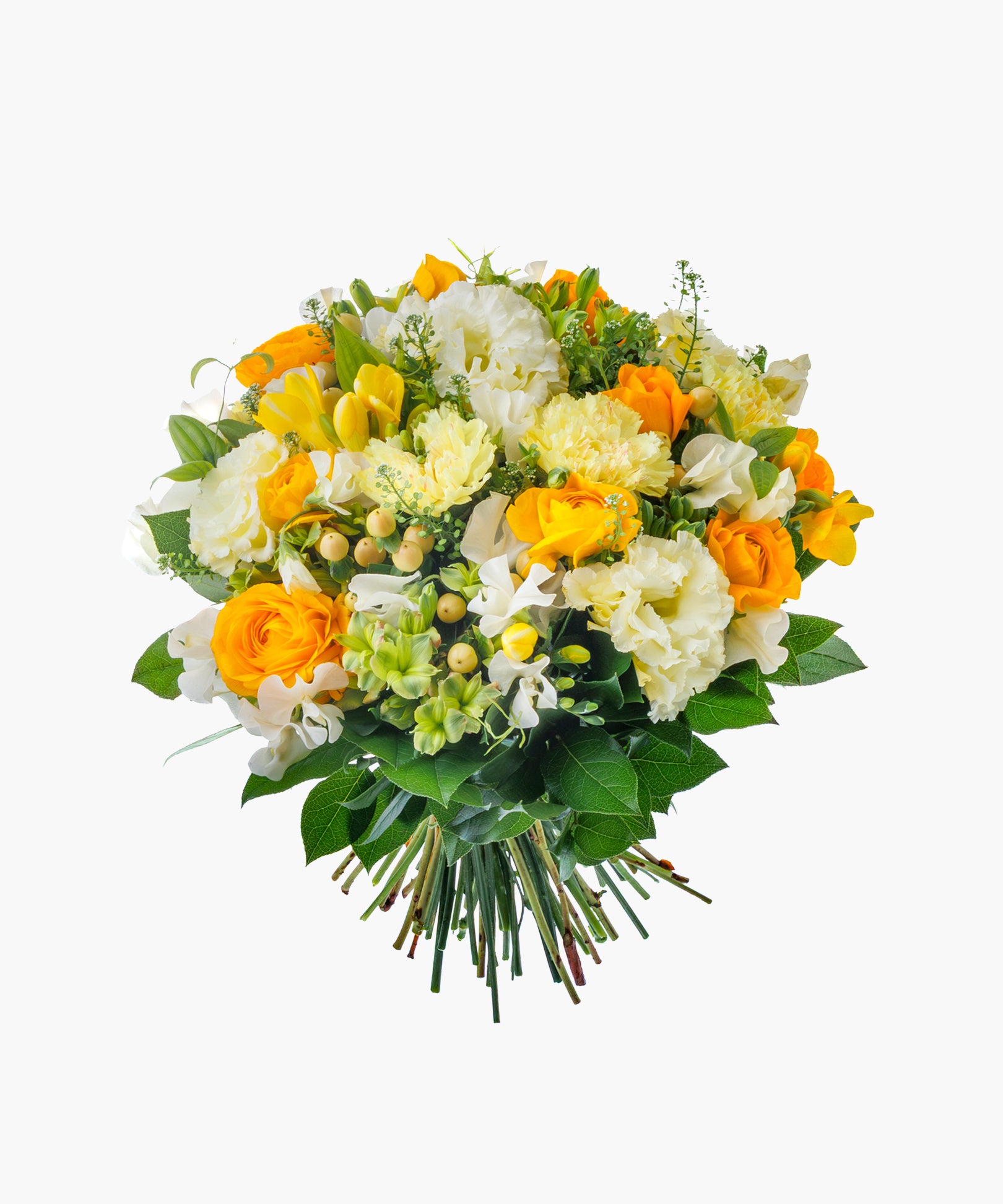 Morning Light (モーニング ライト)