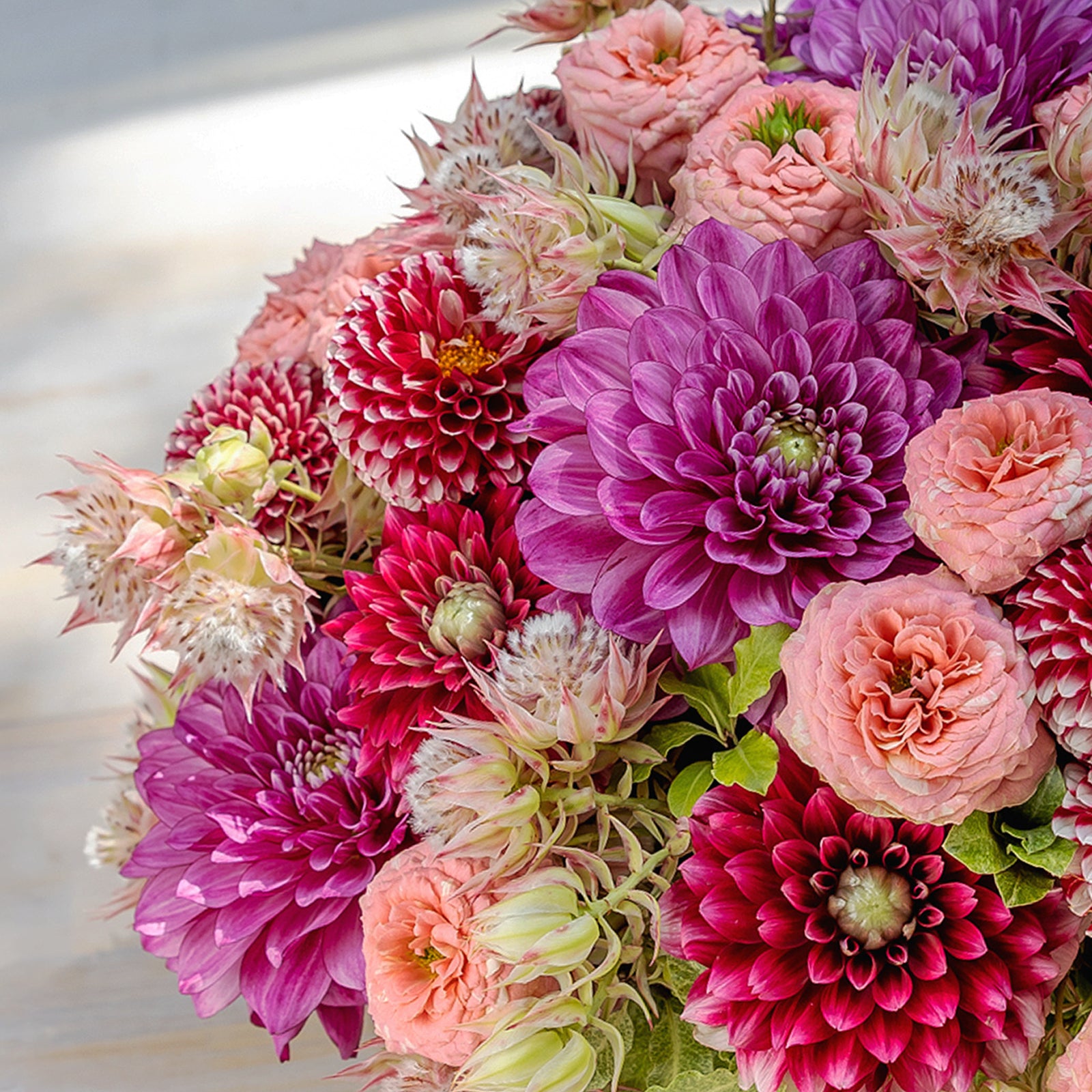 Dahlia Charm