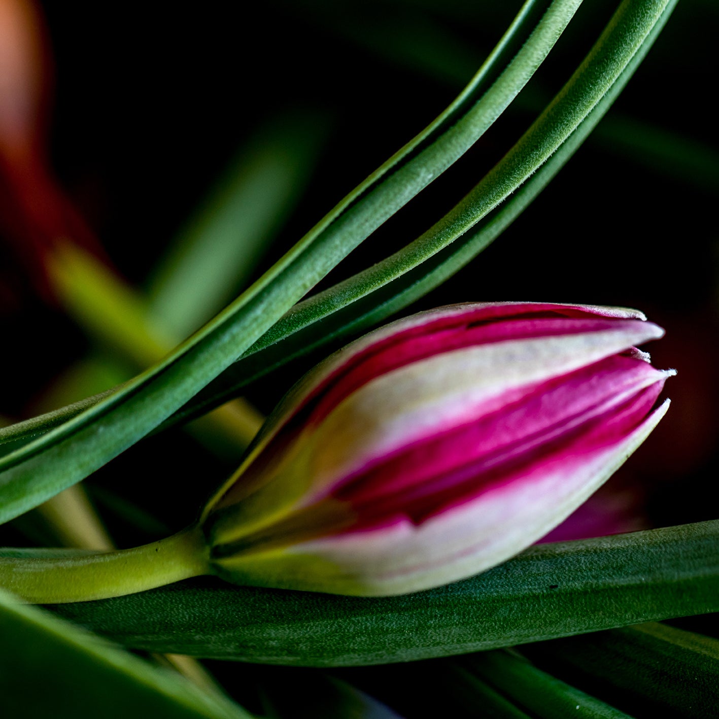 Bulbs & Blooms Flower Basket