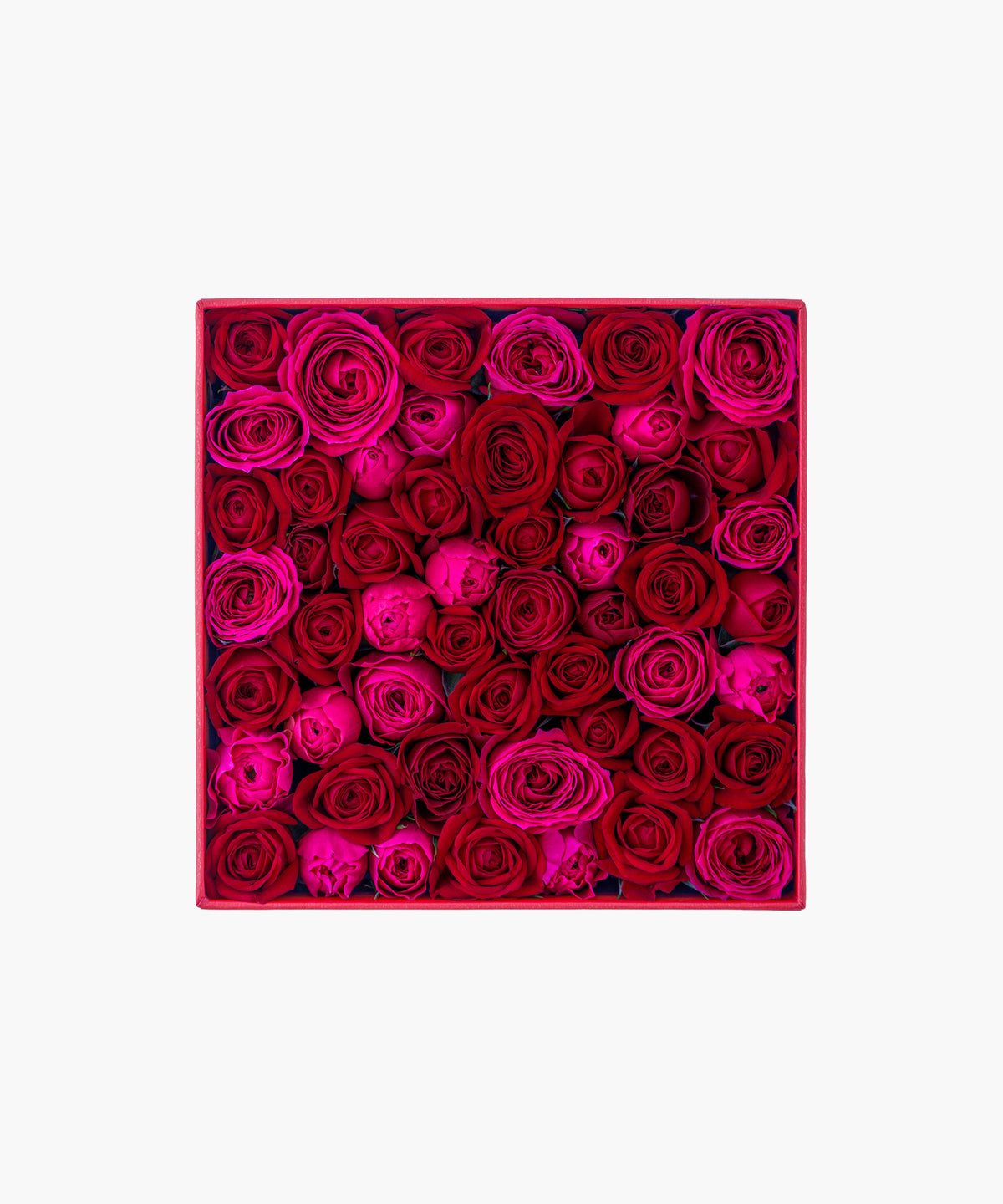 Timeless Rose Red