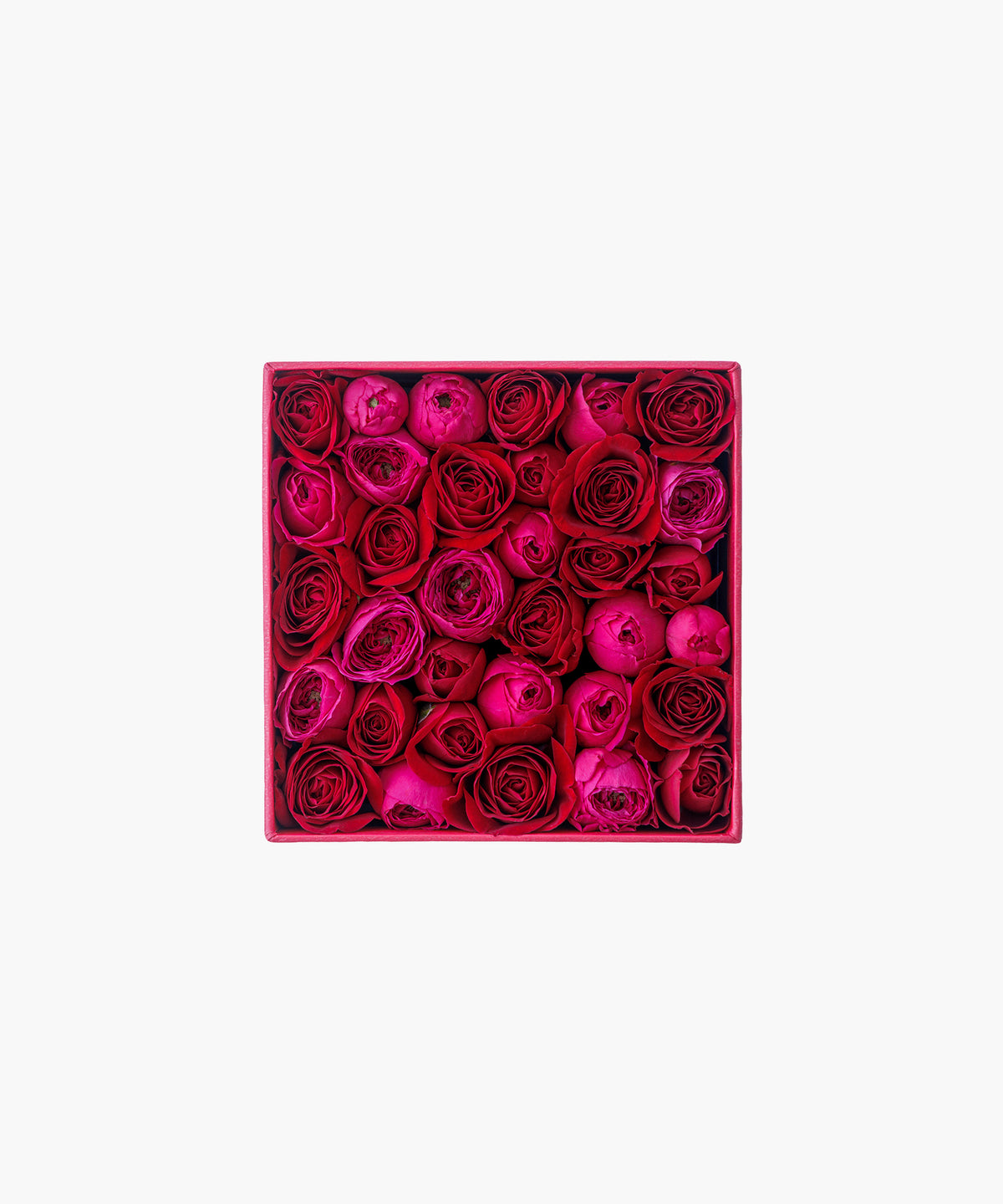 Timeless Rose Red